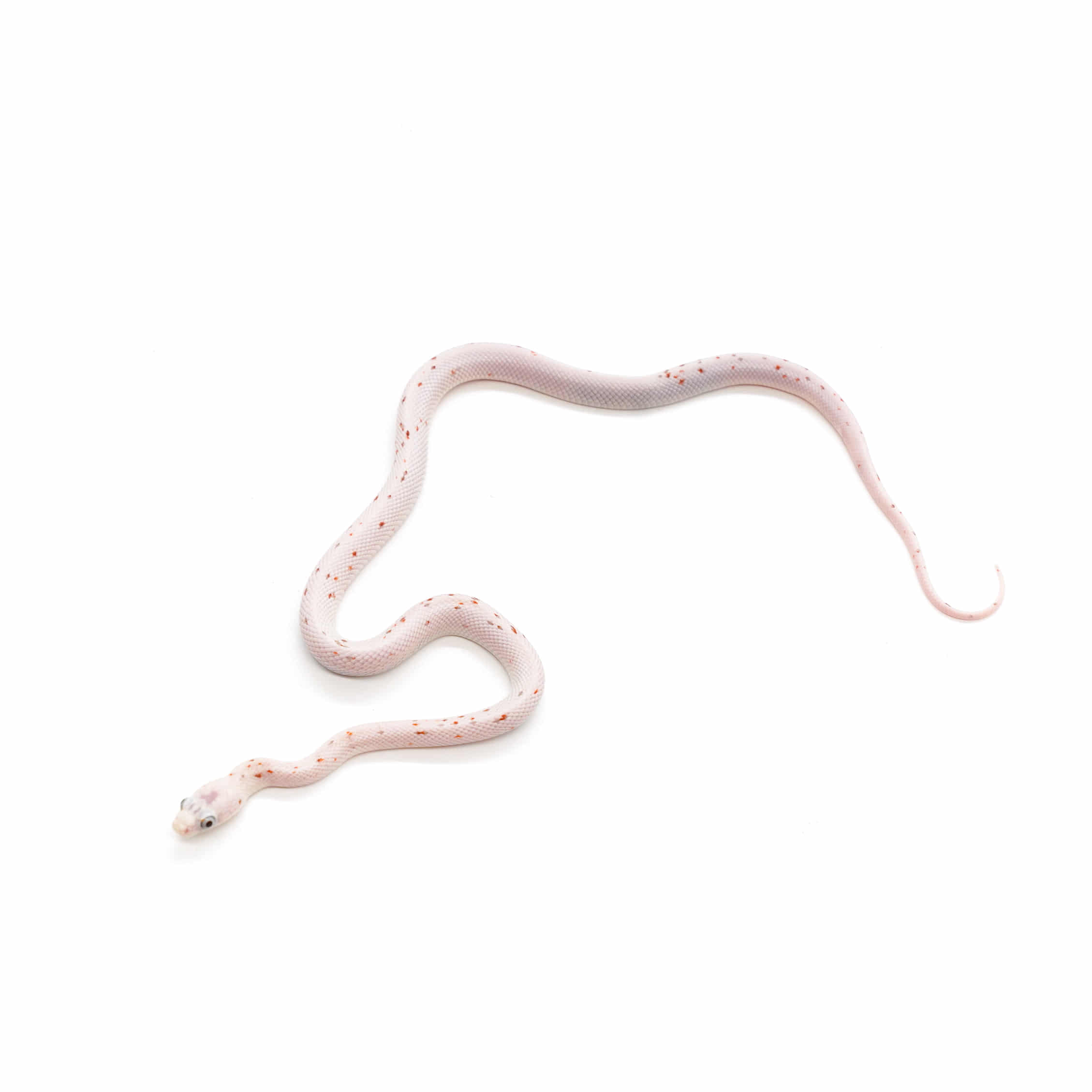 取り寄せリスト - その他爬虫類 - USSI_OSAKA