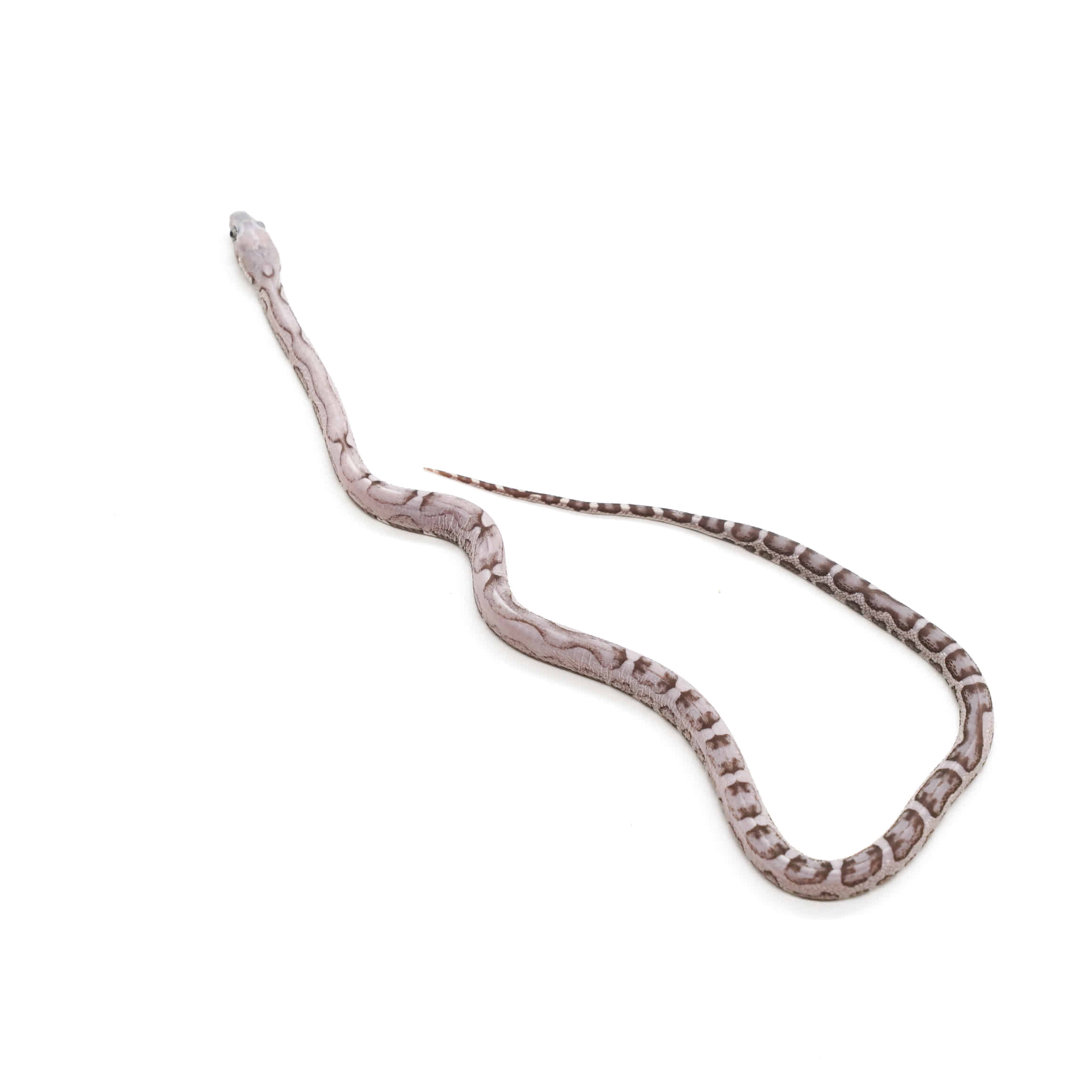 取り寄せリスト - その他爬虫類 - USSI_OSAKA