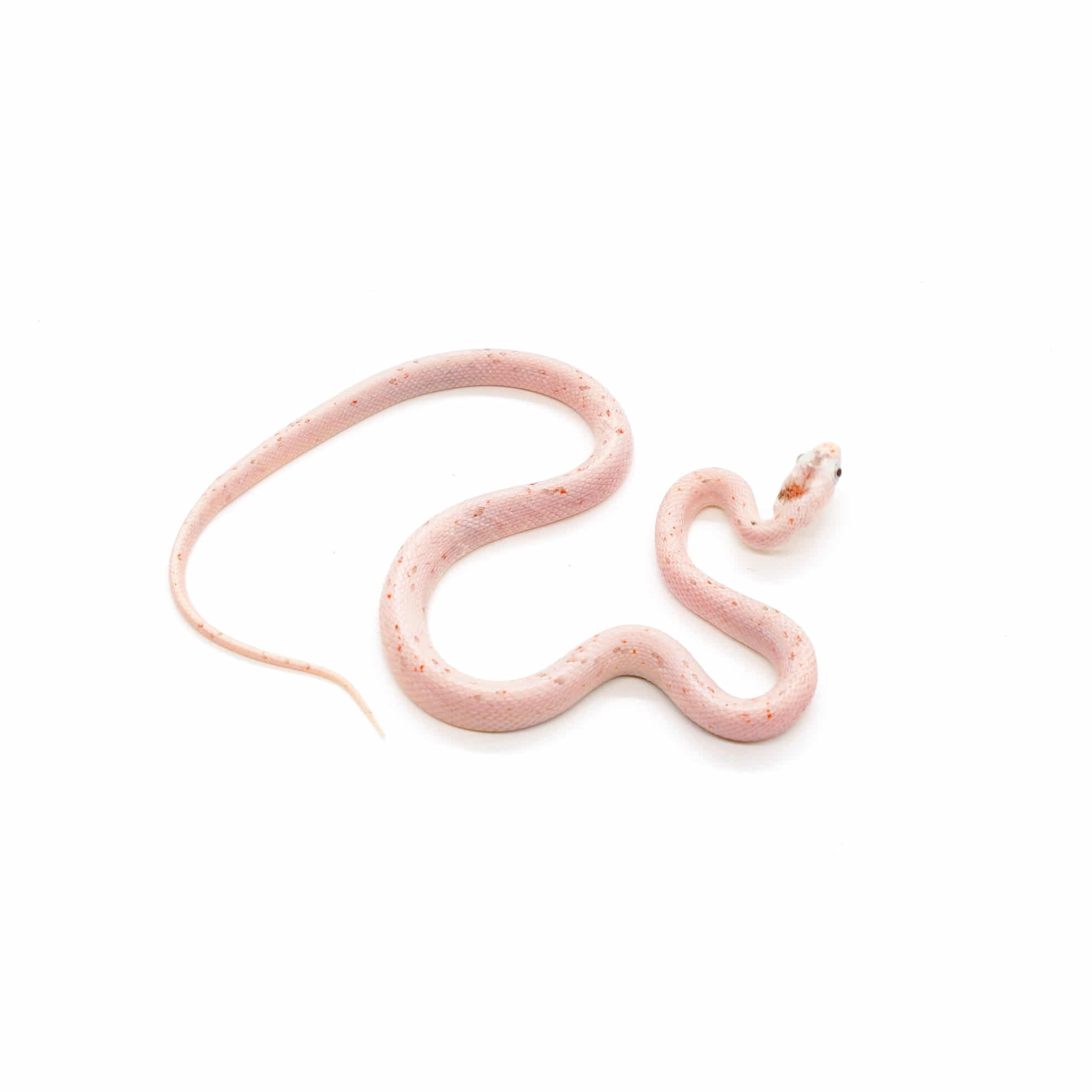 取り寄せリスト - その他爬虫類 - USSI_OSAKA