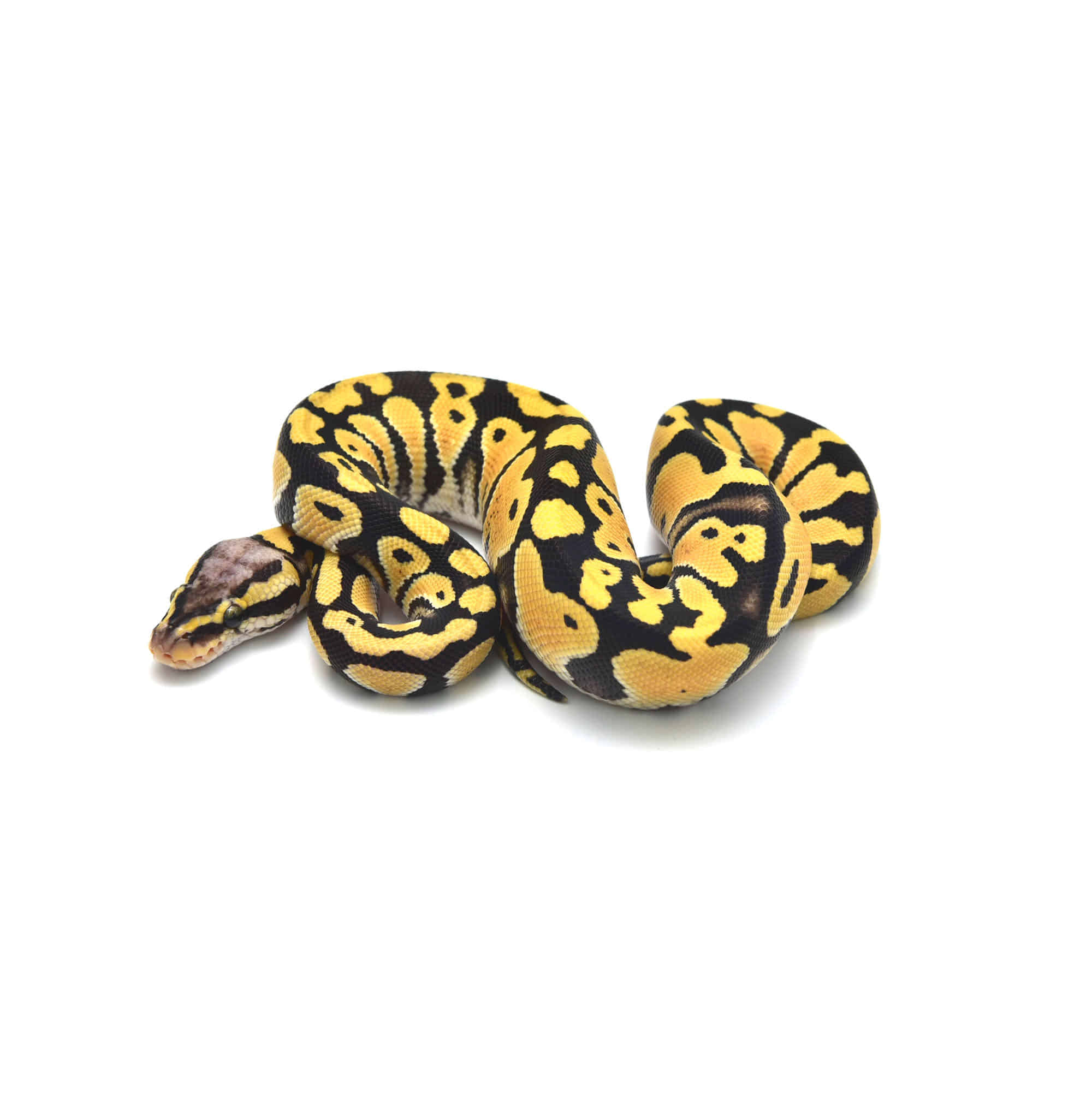 取り寄せリスト - ボールパイソン - USSI_OSAKA