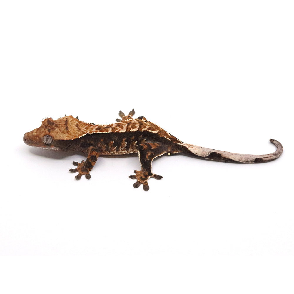 取り寄せリスト - クレステッドゲッコー - USSI_OSAKA