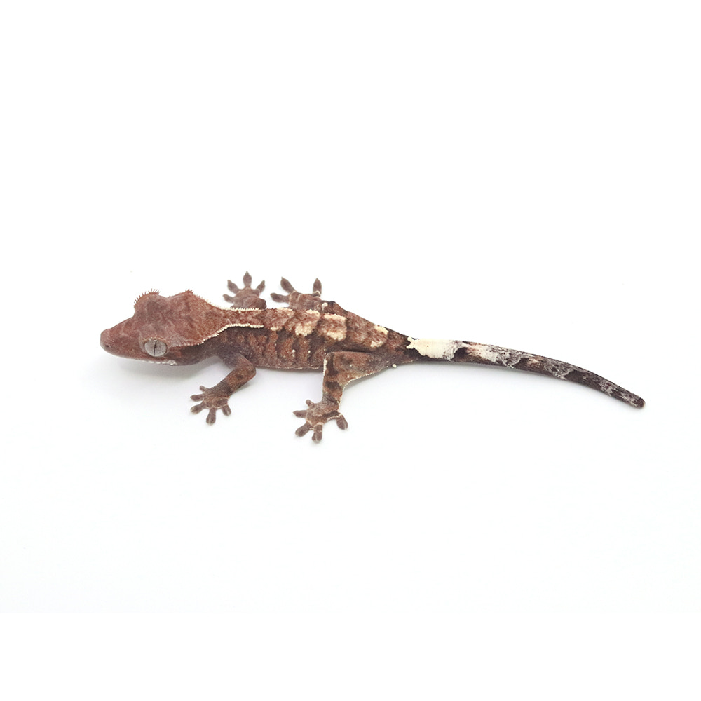 かぷちーのページ 取り寄せリスト - カプチーノ系 - USSI_OSAKA