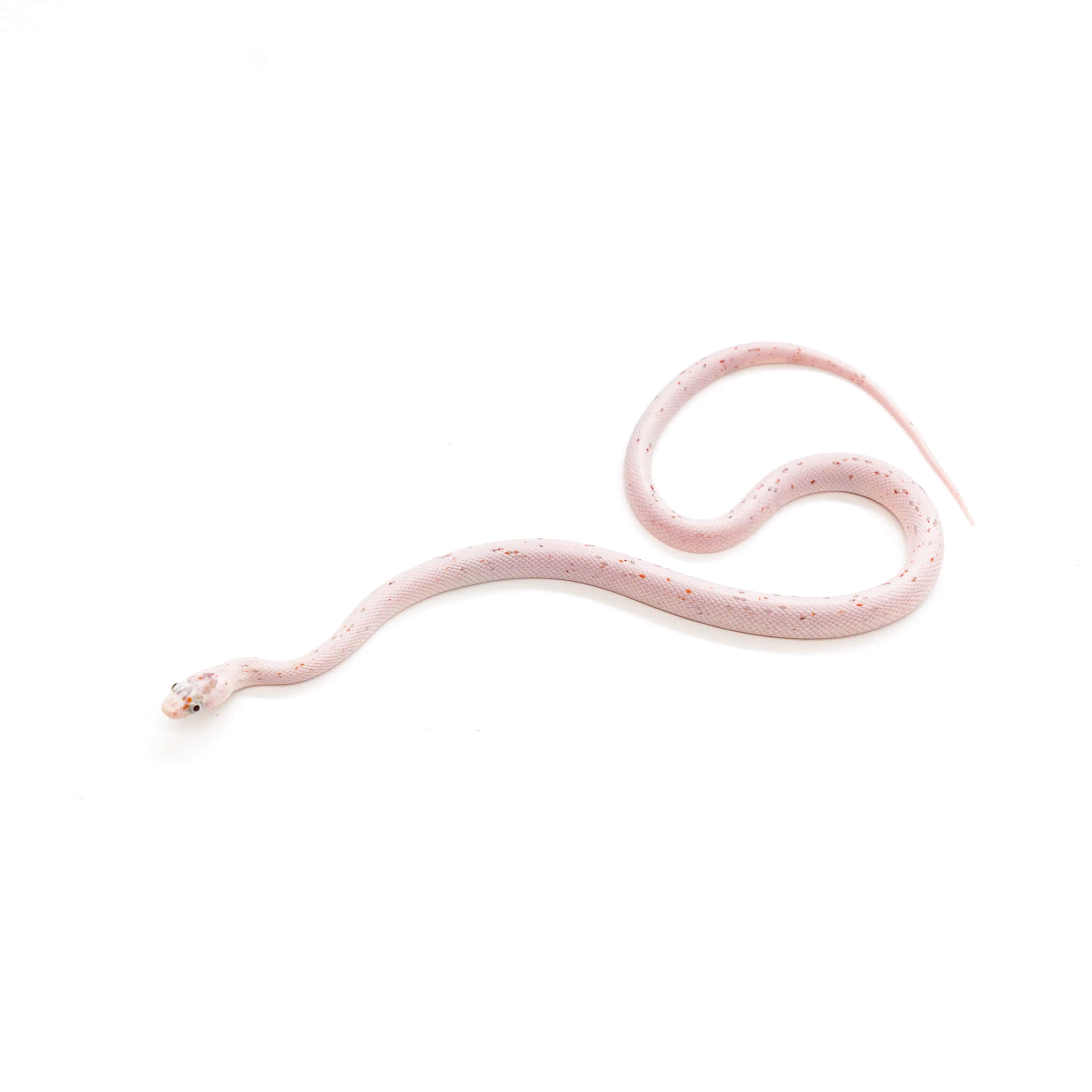 取り寄せリスト - ナミヘビ - USSI_OSAKA