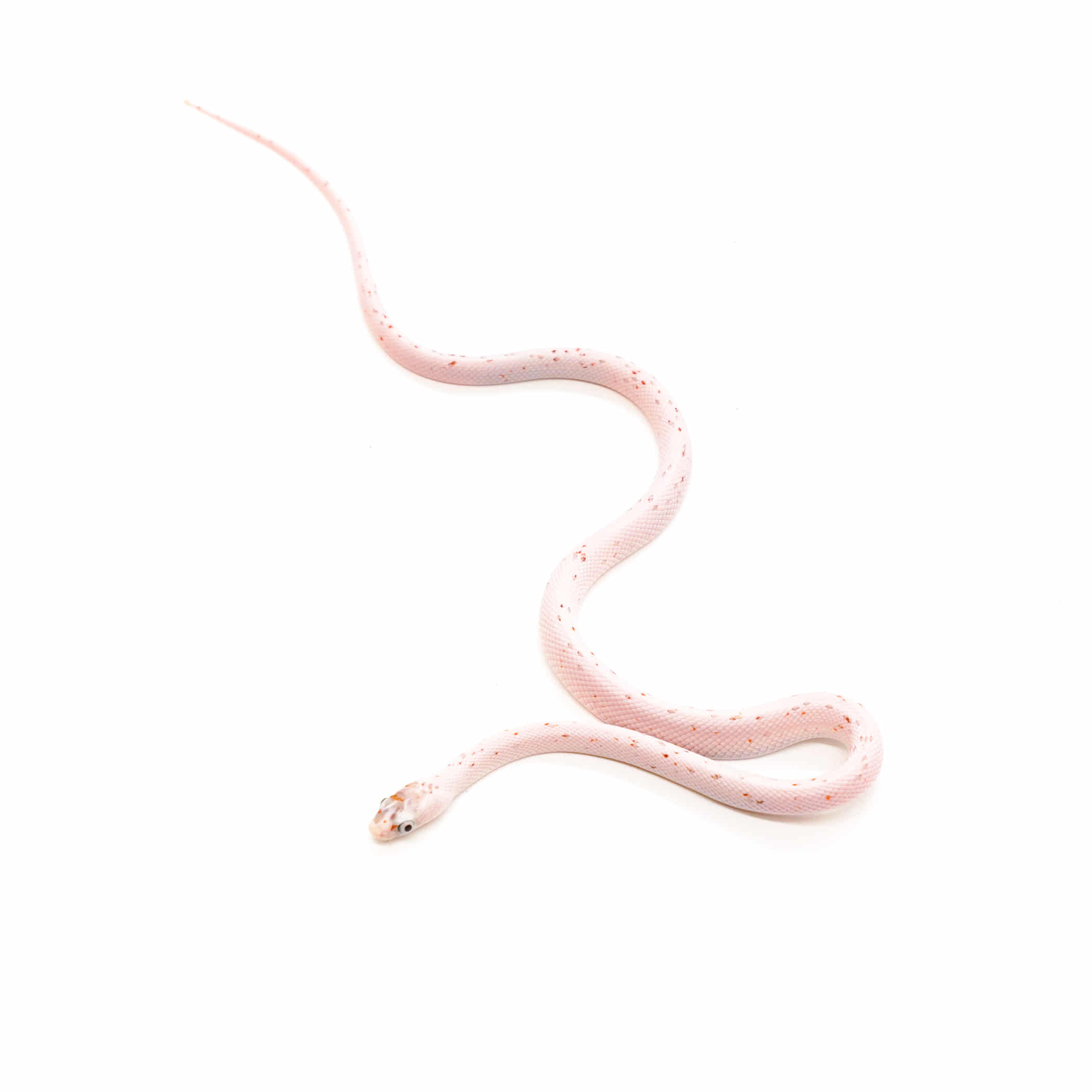 取り寄せリスト - ナミヘビ - USSI_OSAKA