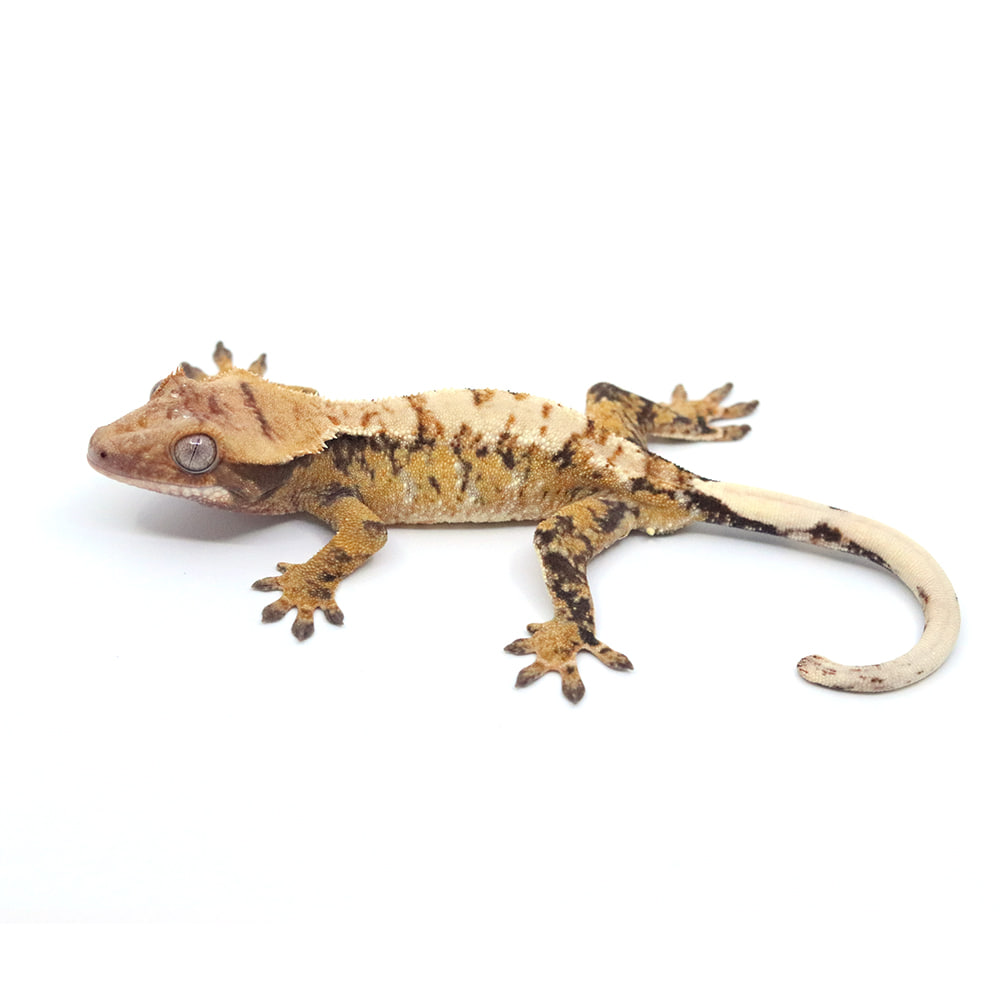 取り寄せリスト - chocho - USSI_OSAKA