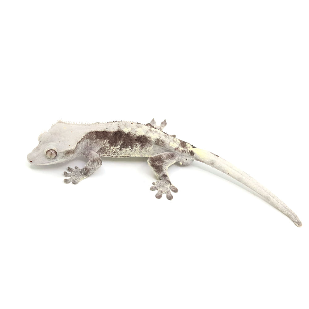 取り寄せリスト - カプチーノ系 - USSI_OSAKA