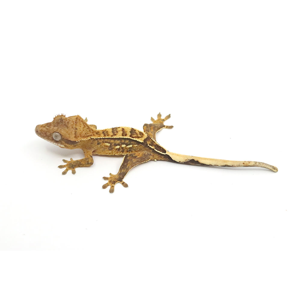 取り寄せリスト - chocho - USSI_OSAKA