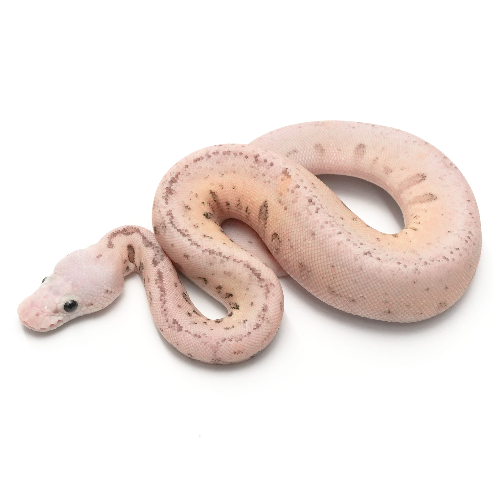 取り寄せリスト - FABULOUS - USSI_OSAKA