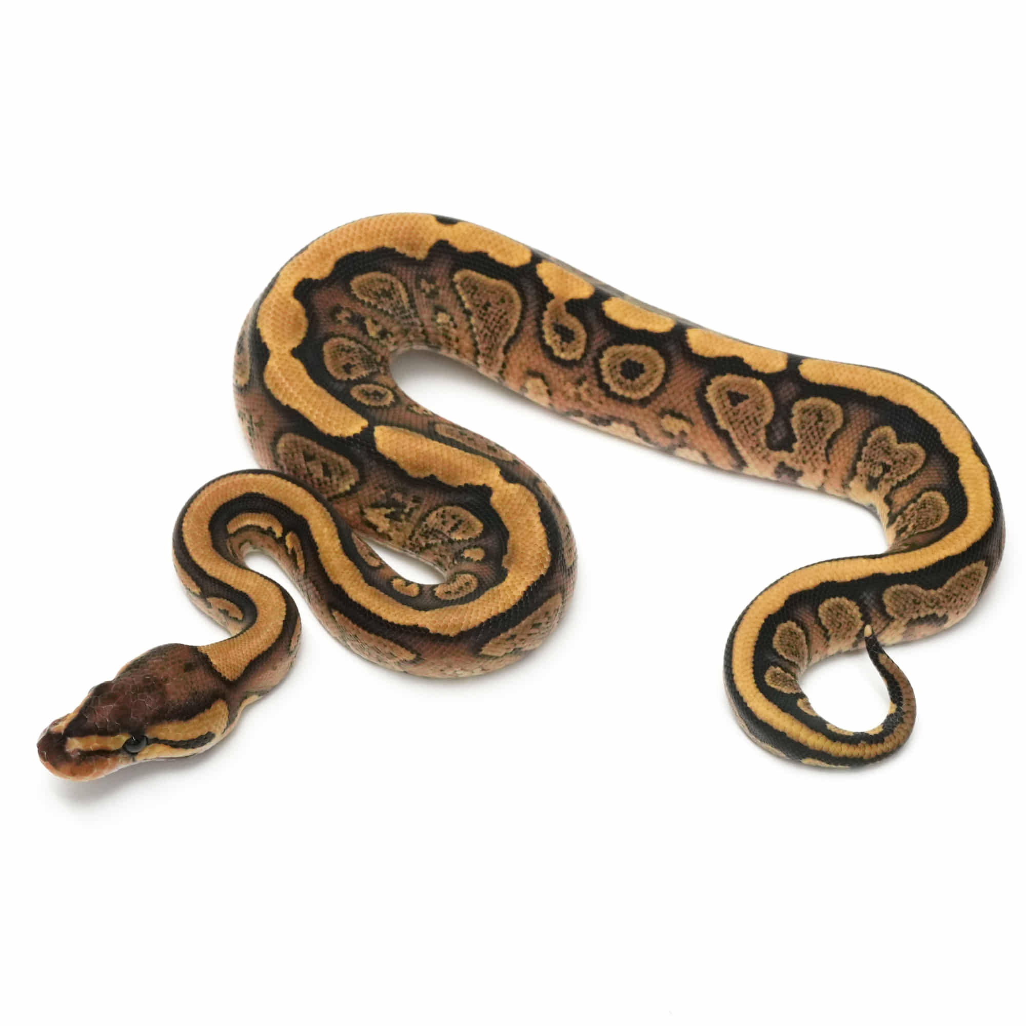 取り寄せリスト - FABULOUS - USSI_OSAKA