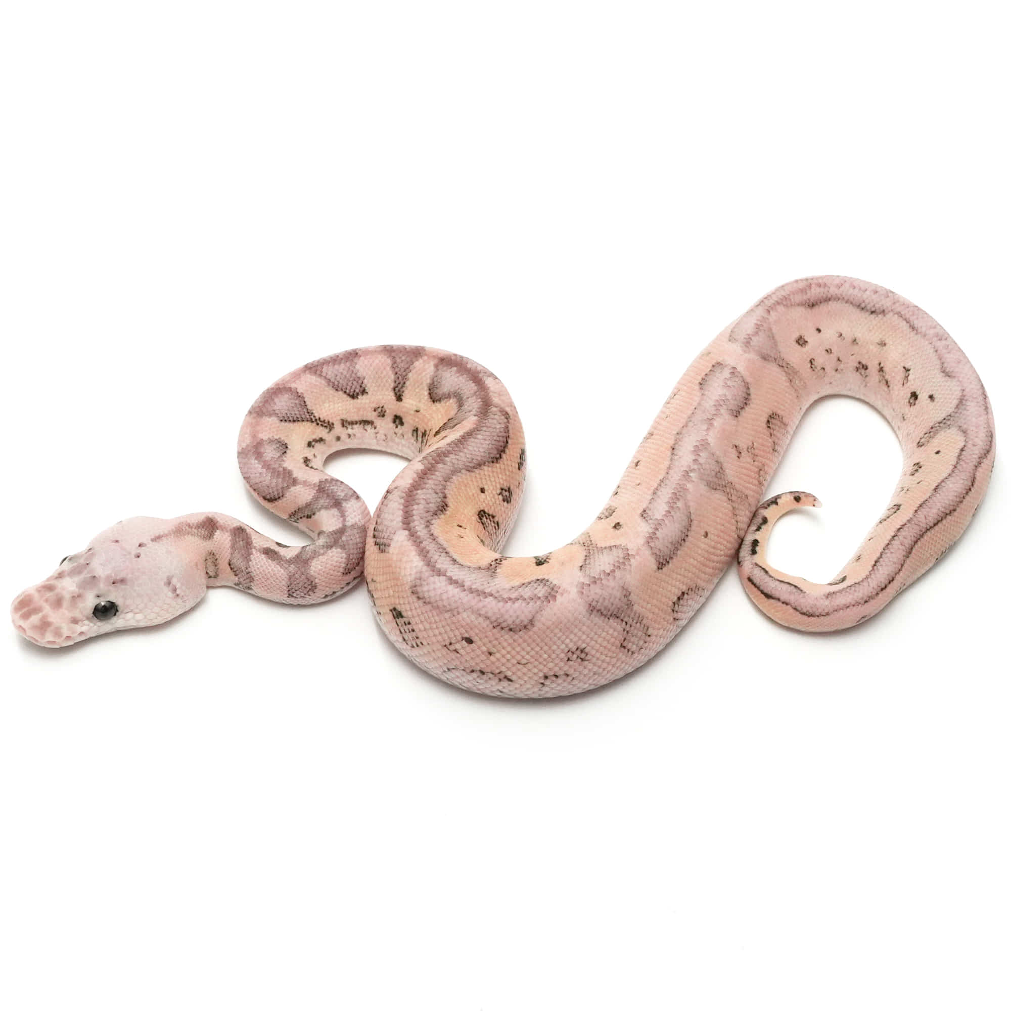 取り寄せリスト - ボールパイソン - USSI_OSAKA