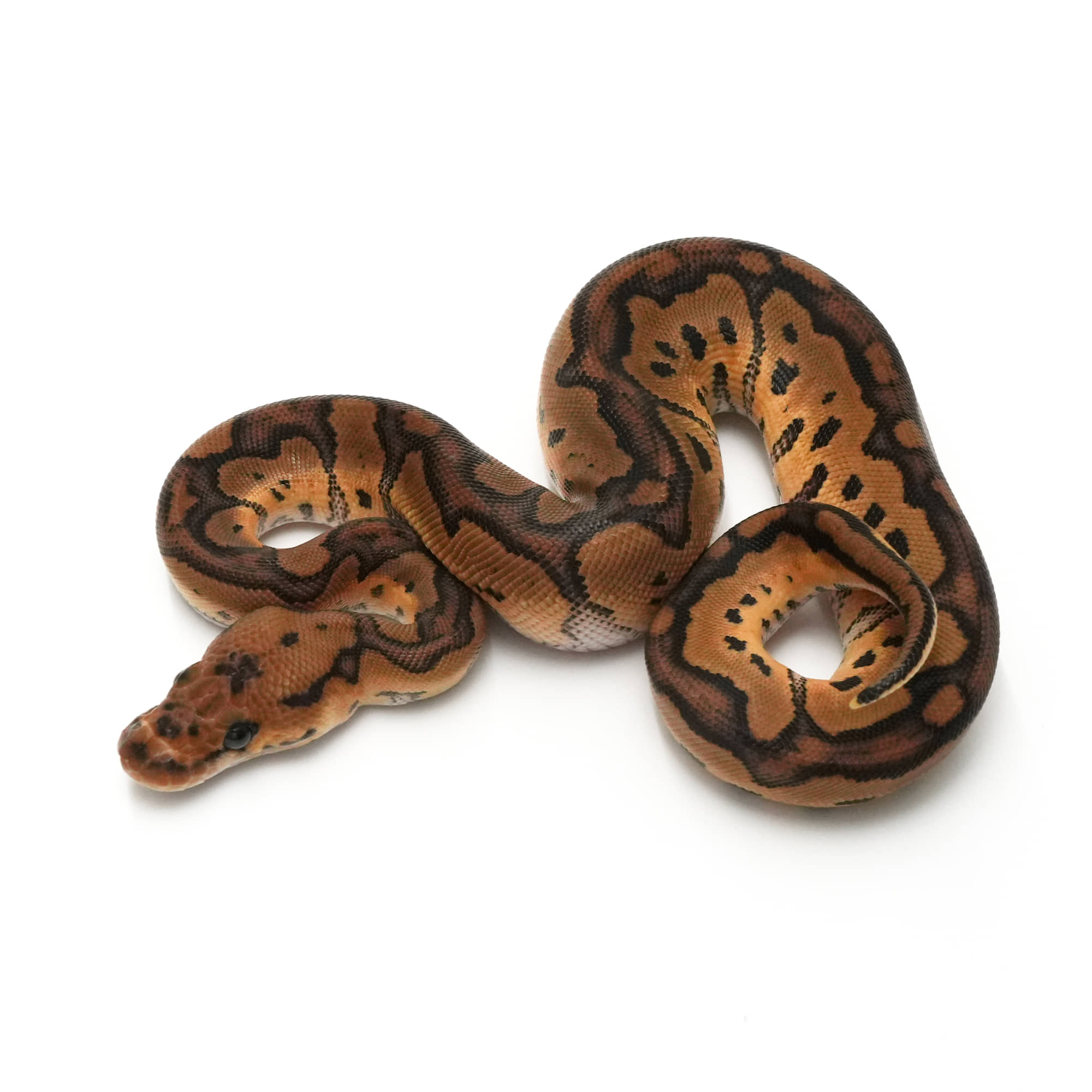 取り寄せリスト - FABULOUS - USSI_OSAKA