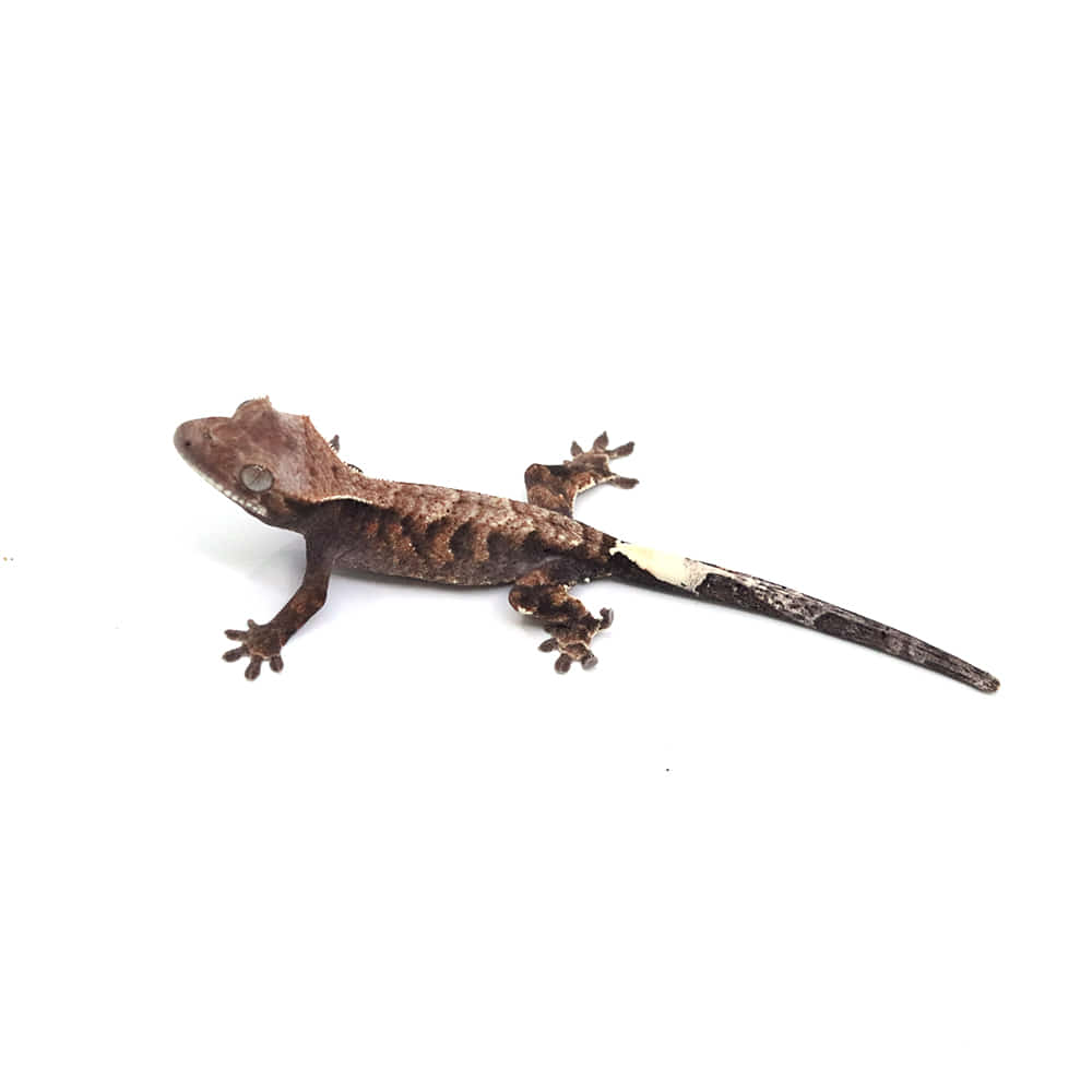 取り寄せリスト - カプチーノ系 - USSI_OSAKA