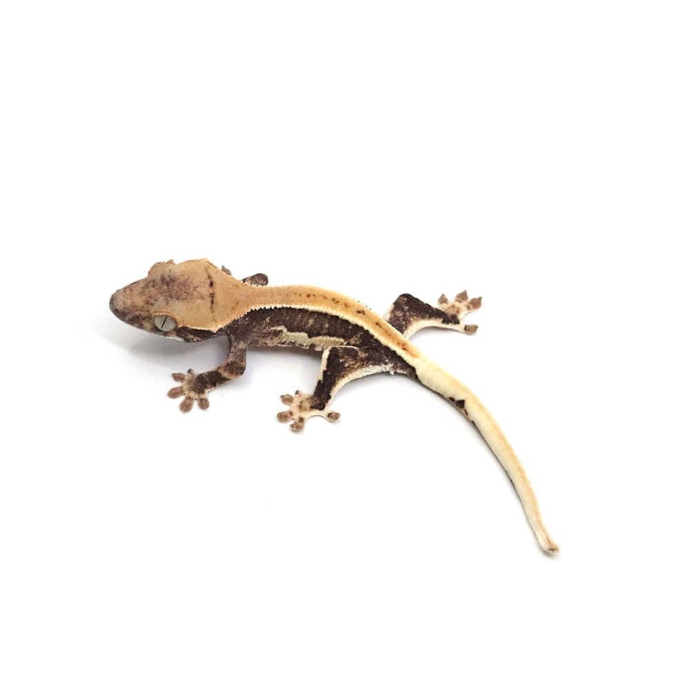 取り寄せリスト - アザンティック系 - USSI_OSAKA