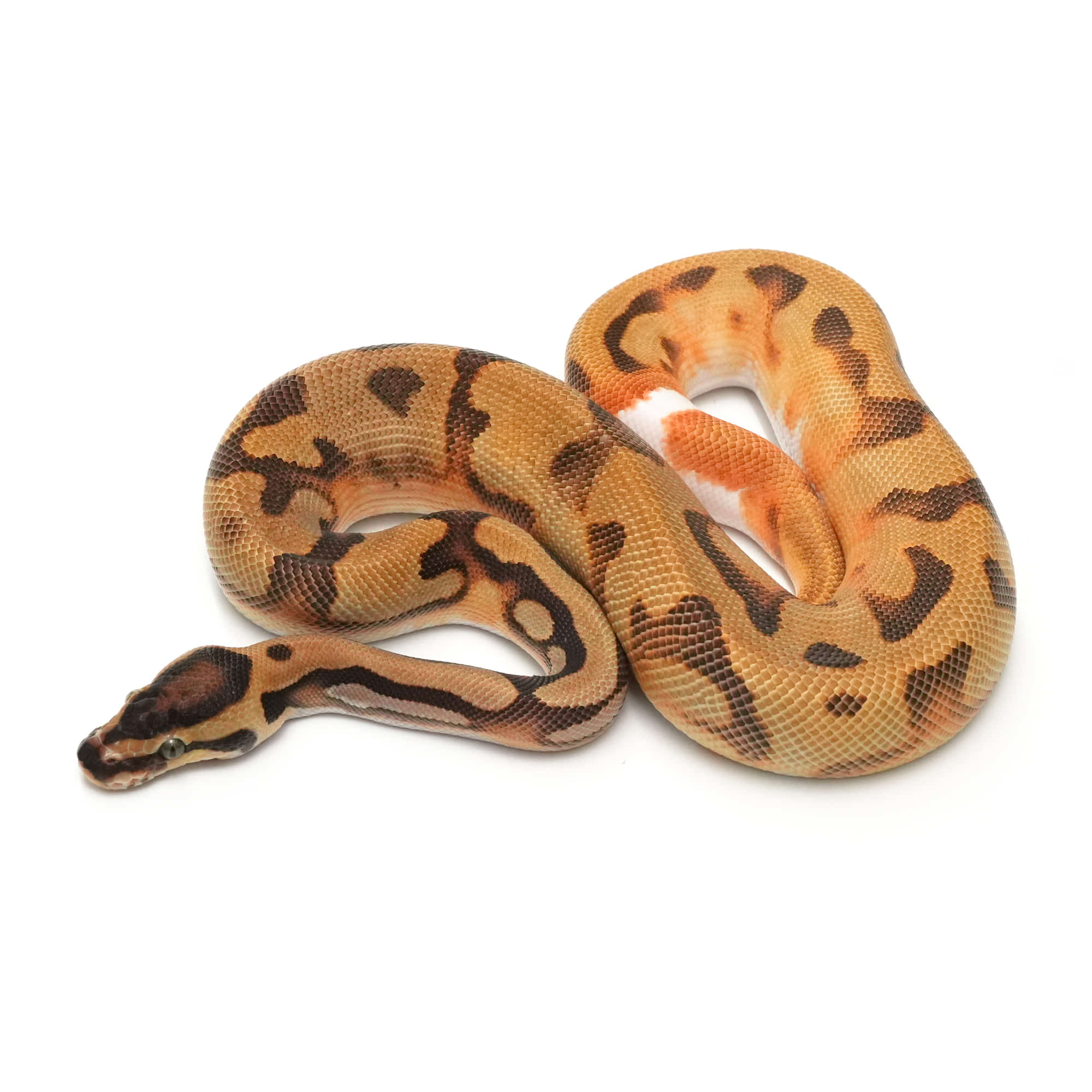 取り寄せリスト - ボールパイソン - USSI_OSAKA