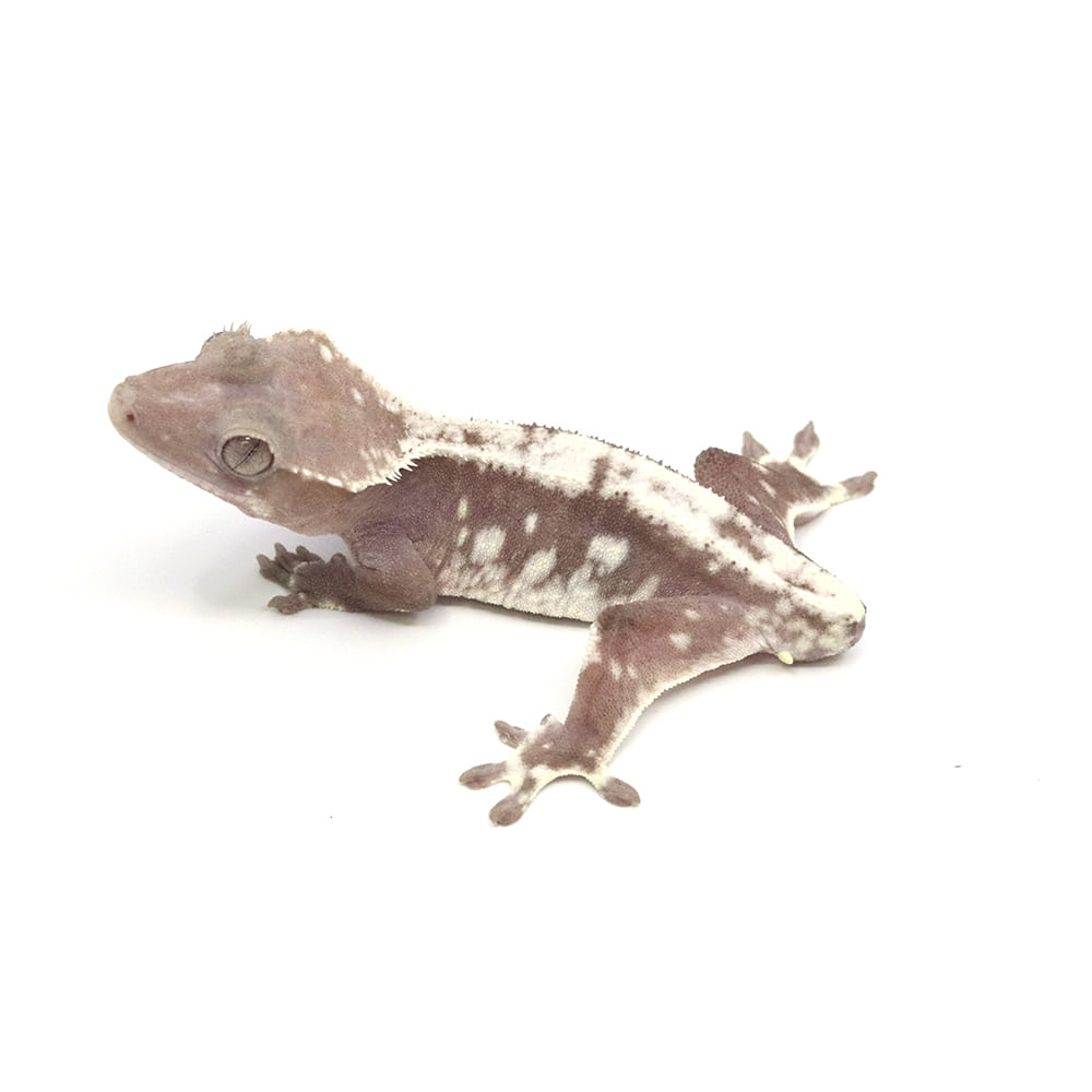 取り寄せリスト - アザンティック系 - USSI_OSAKA