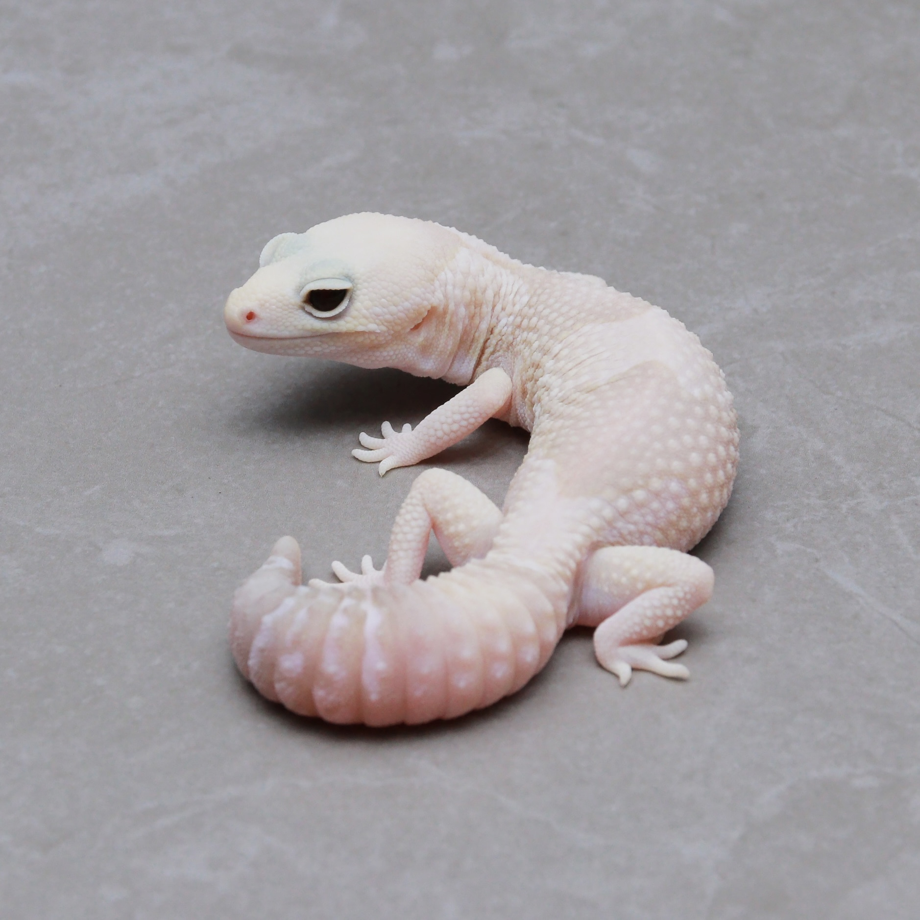 取り寄せリスト - ニシアフリカトカゲモドキ - USSI_OSAKA