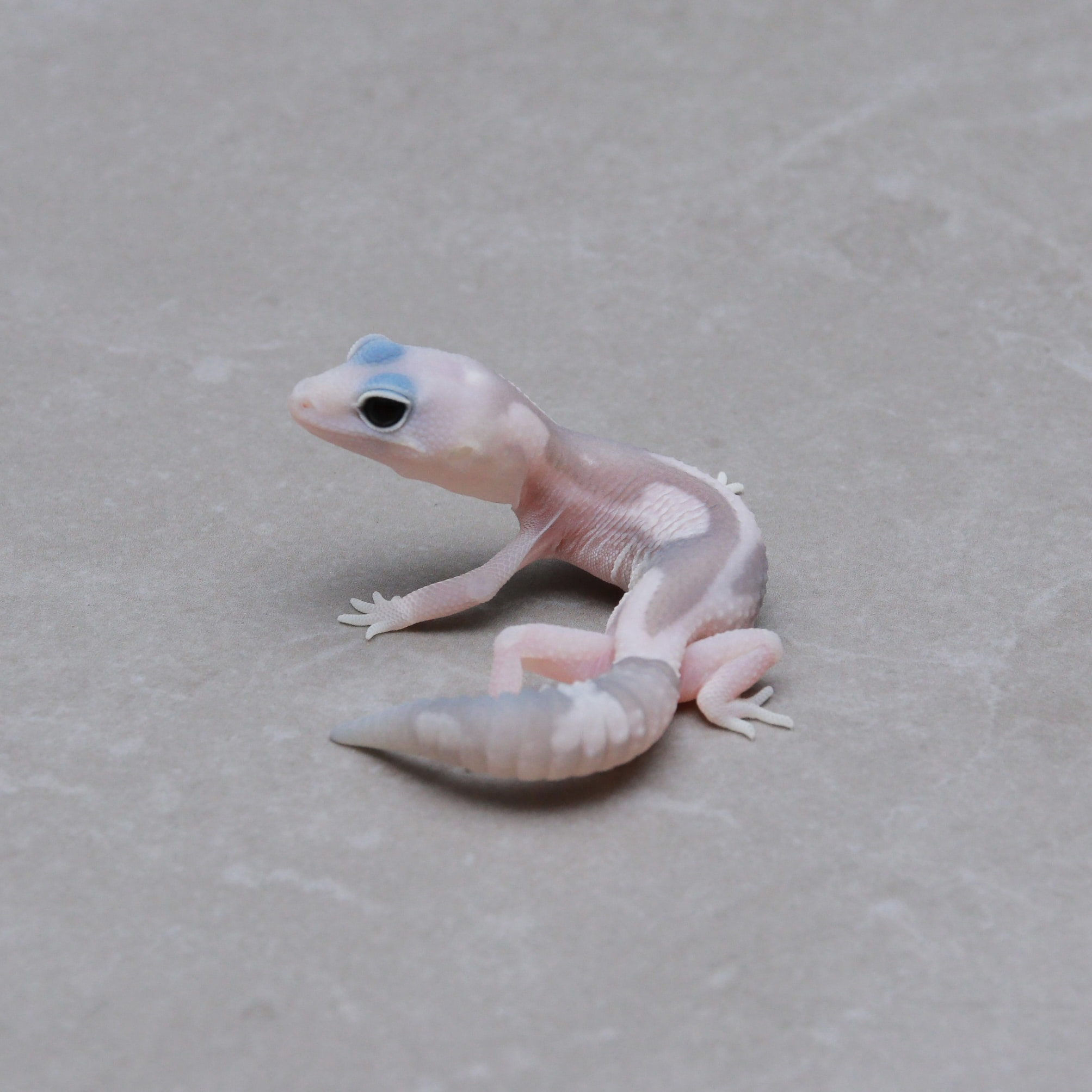 取り寄せリスト - ニシアフリカトカゲモドキ - USSI_OSAKA