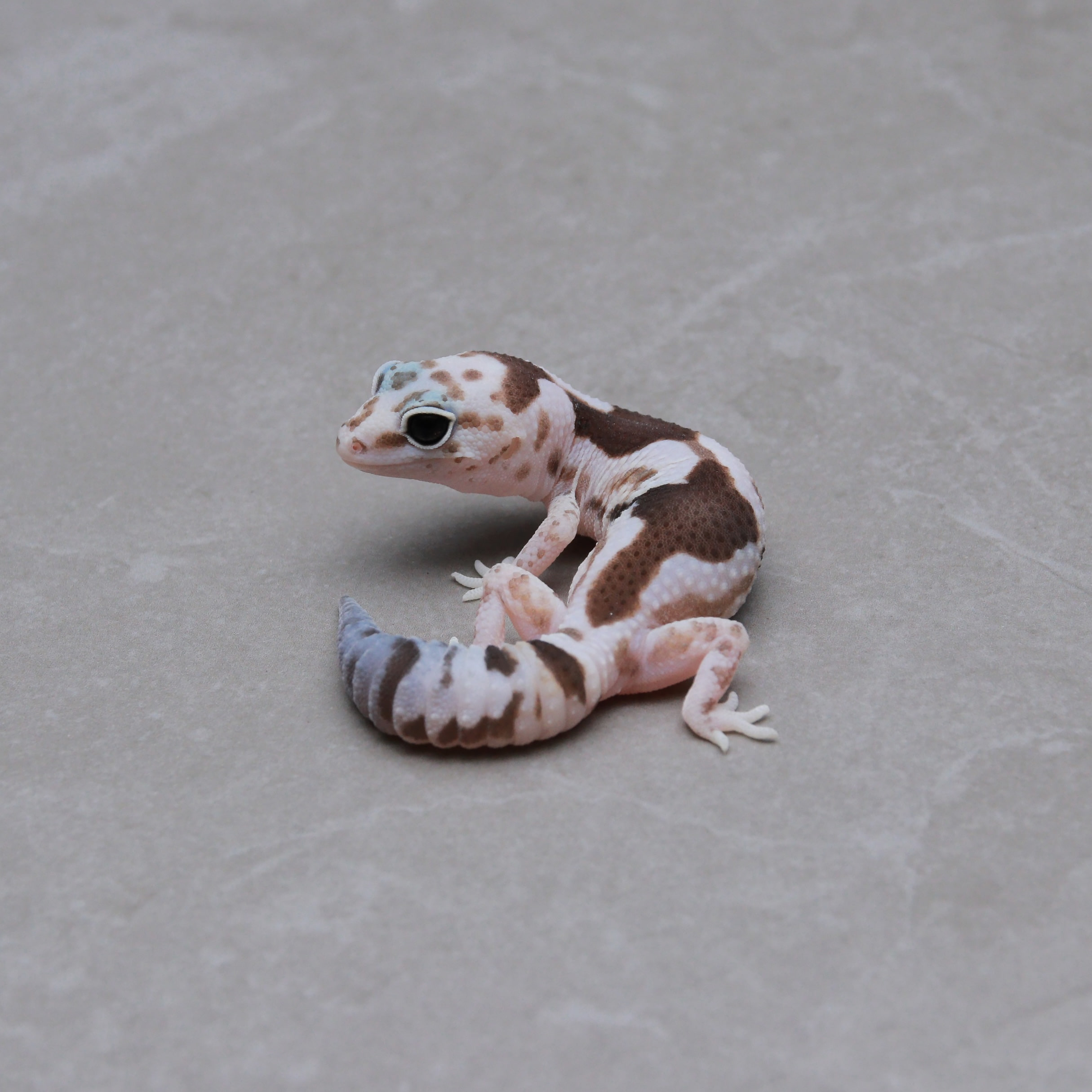 取り寄せリスト - ダブル - USSI_OSAKA