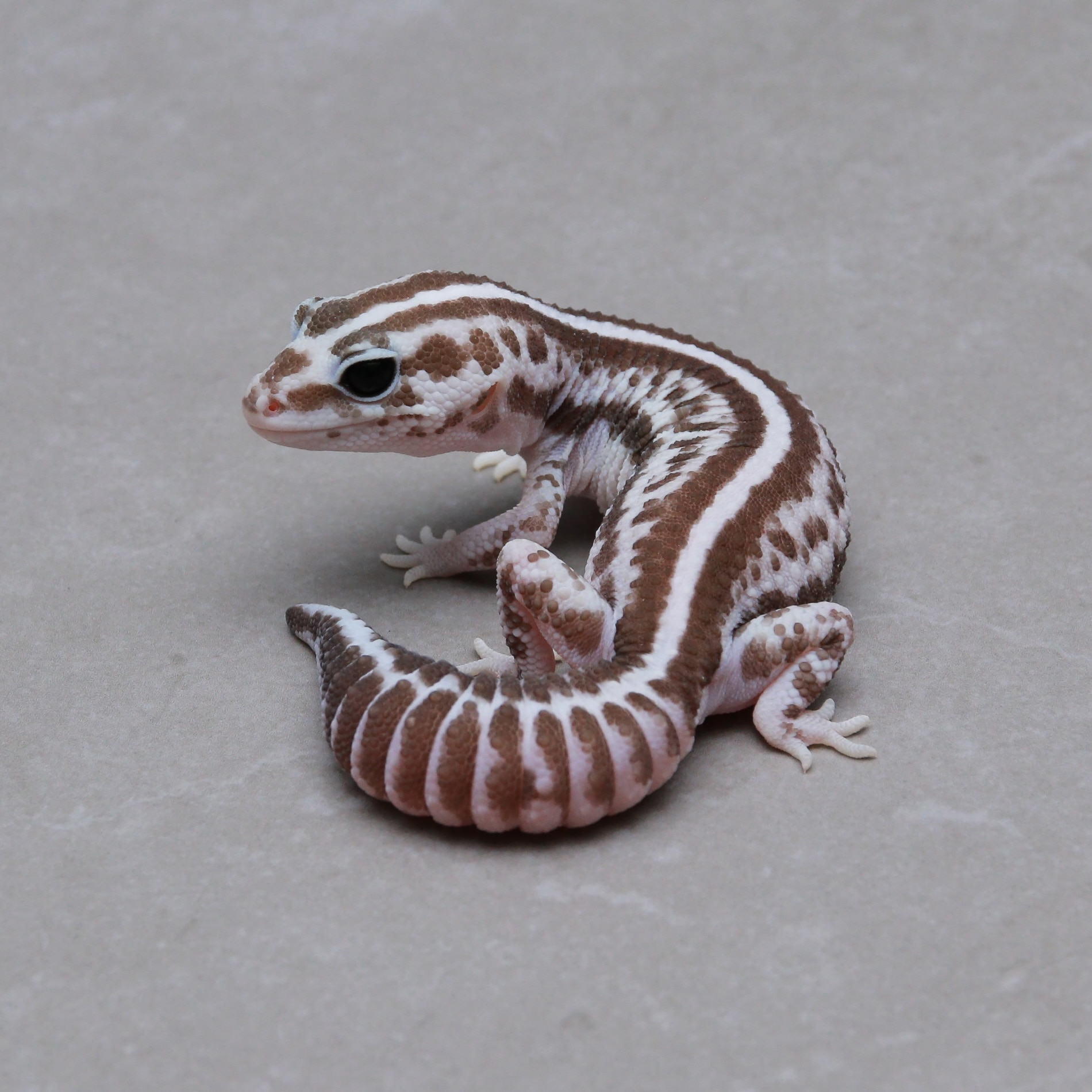 取り寄せリスト - ダブル - USSI_OSAKA