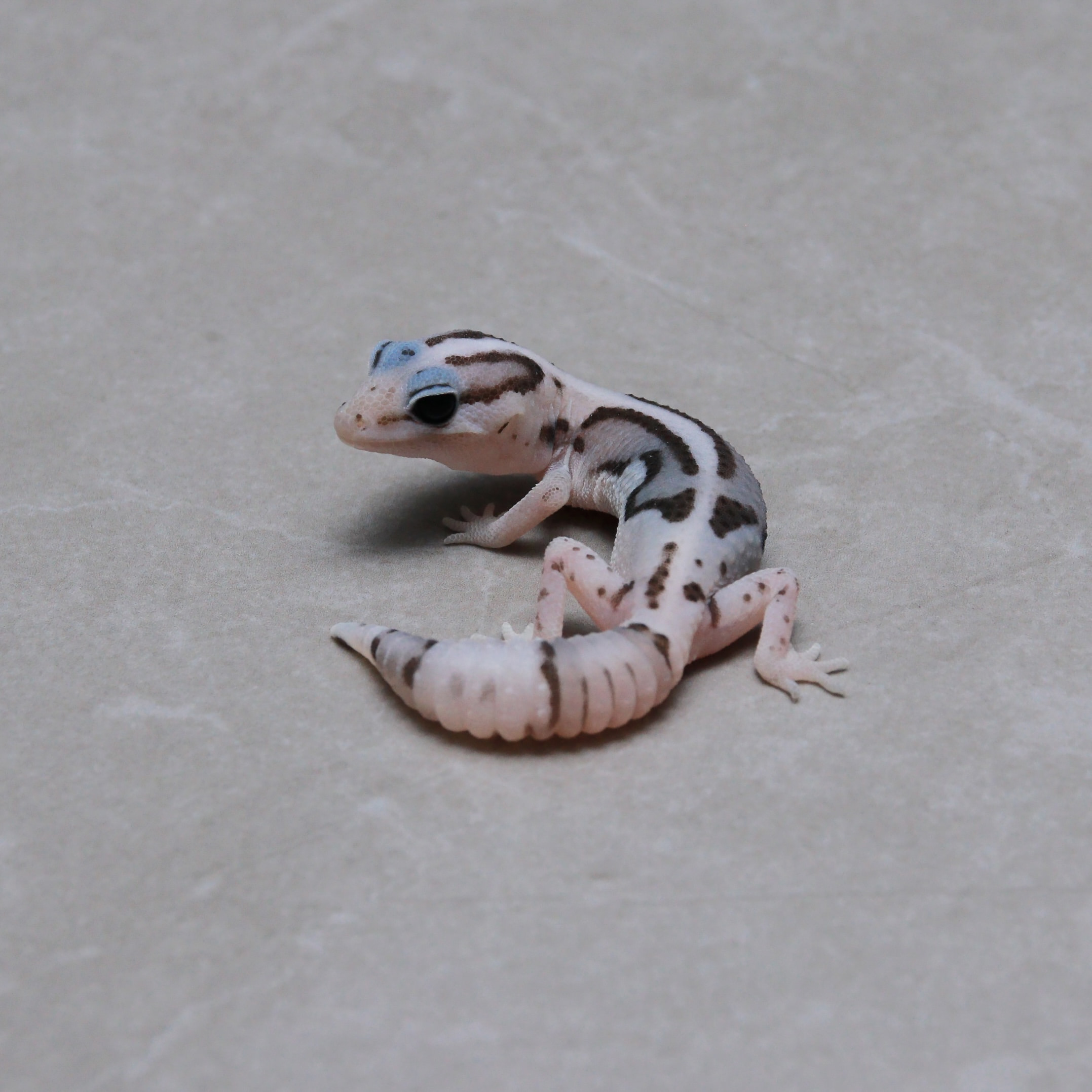 取り寄せリスト - トリプル - USSI_OSAKA