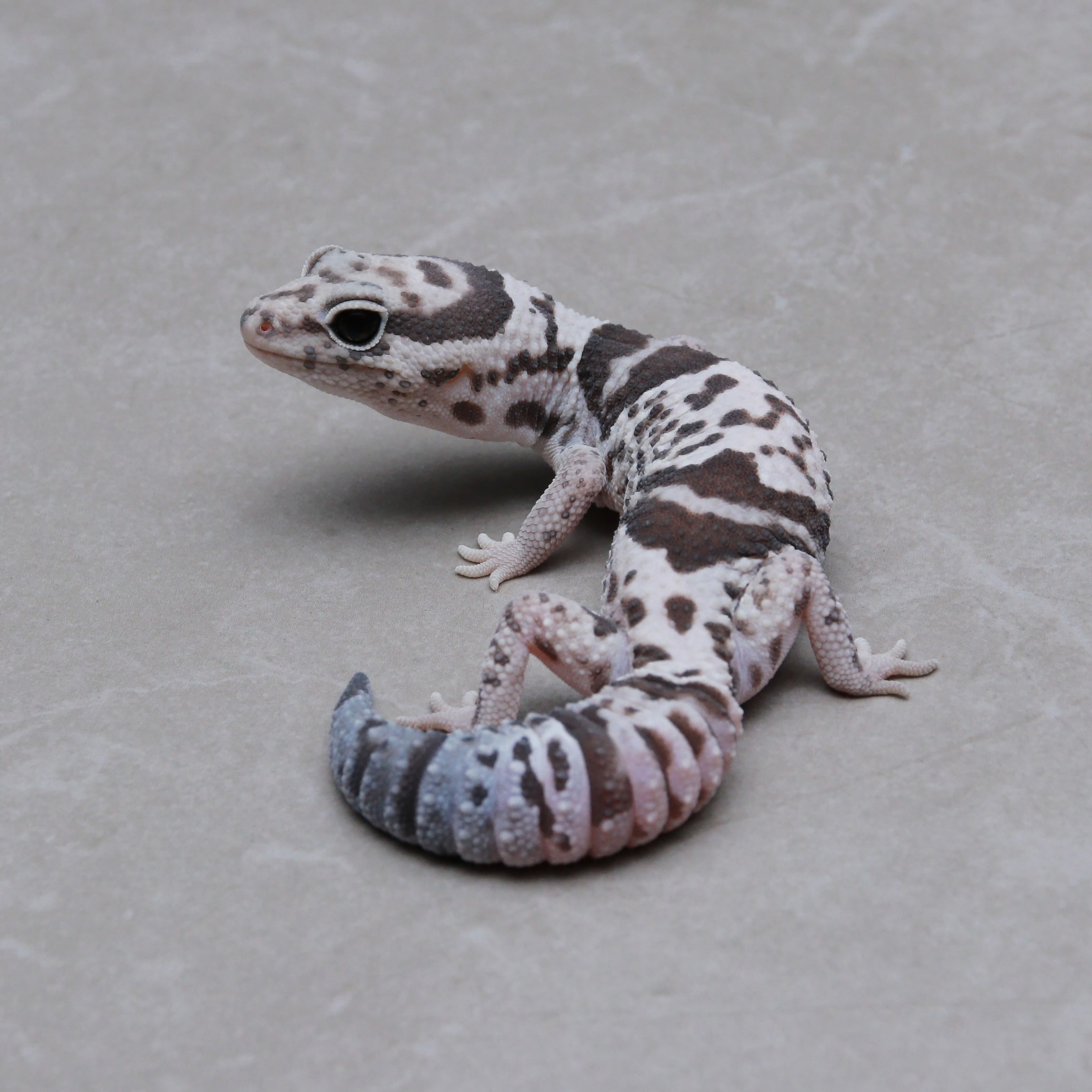 取り寄せリスト - ダブル - USSI_OSAKA