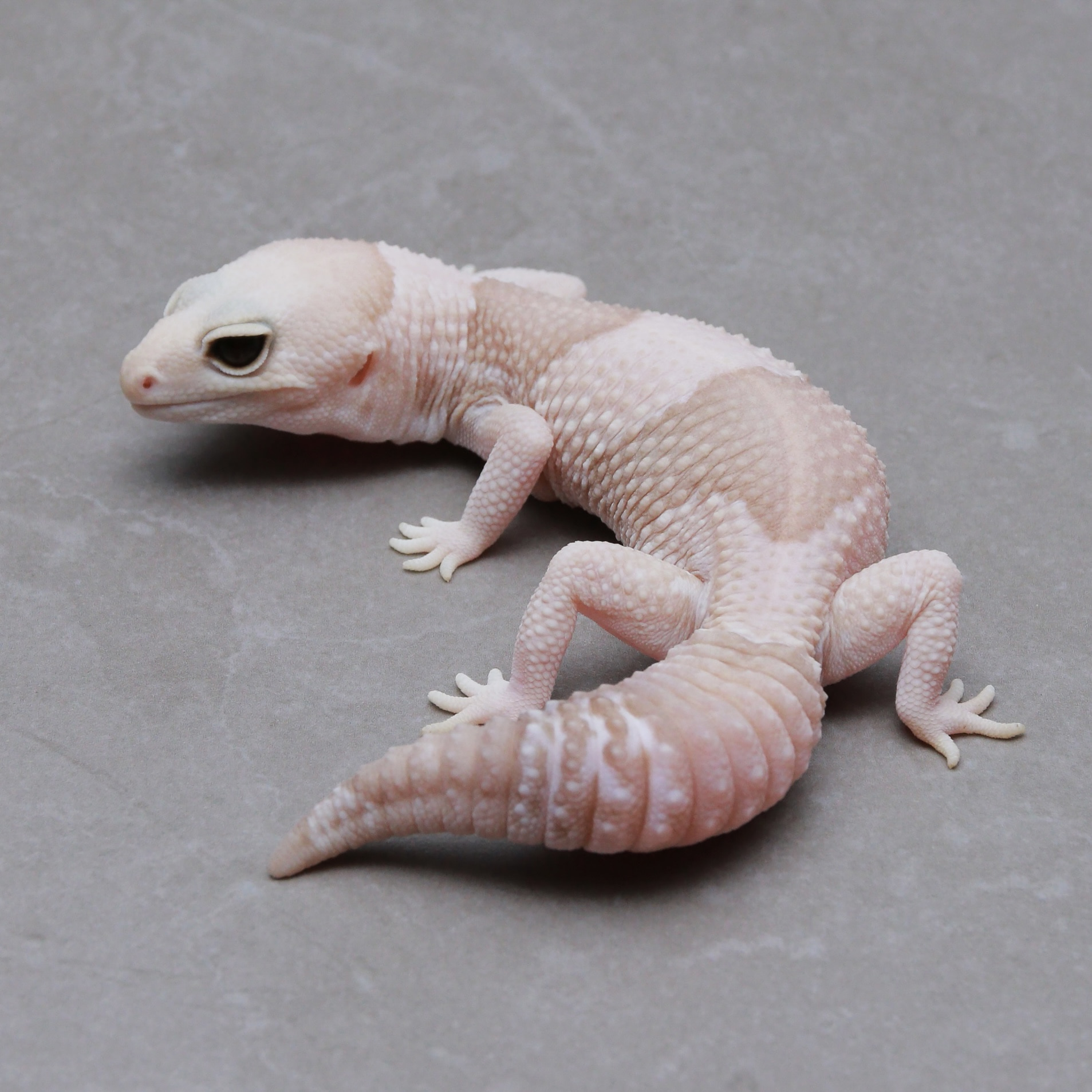 取り寄せリスト - ダブル - USSI_OSAKA