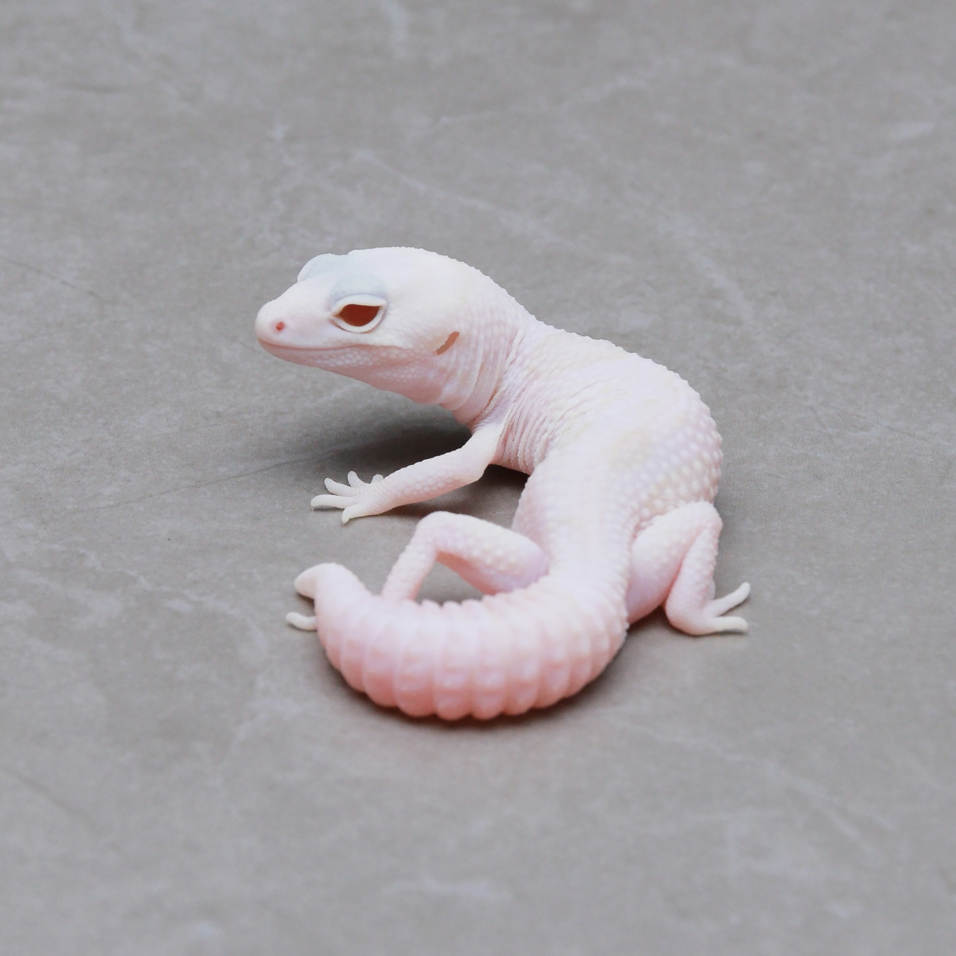 取り寄せリスト - クオドロプル以上 - USSI_OSAKA