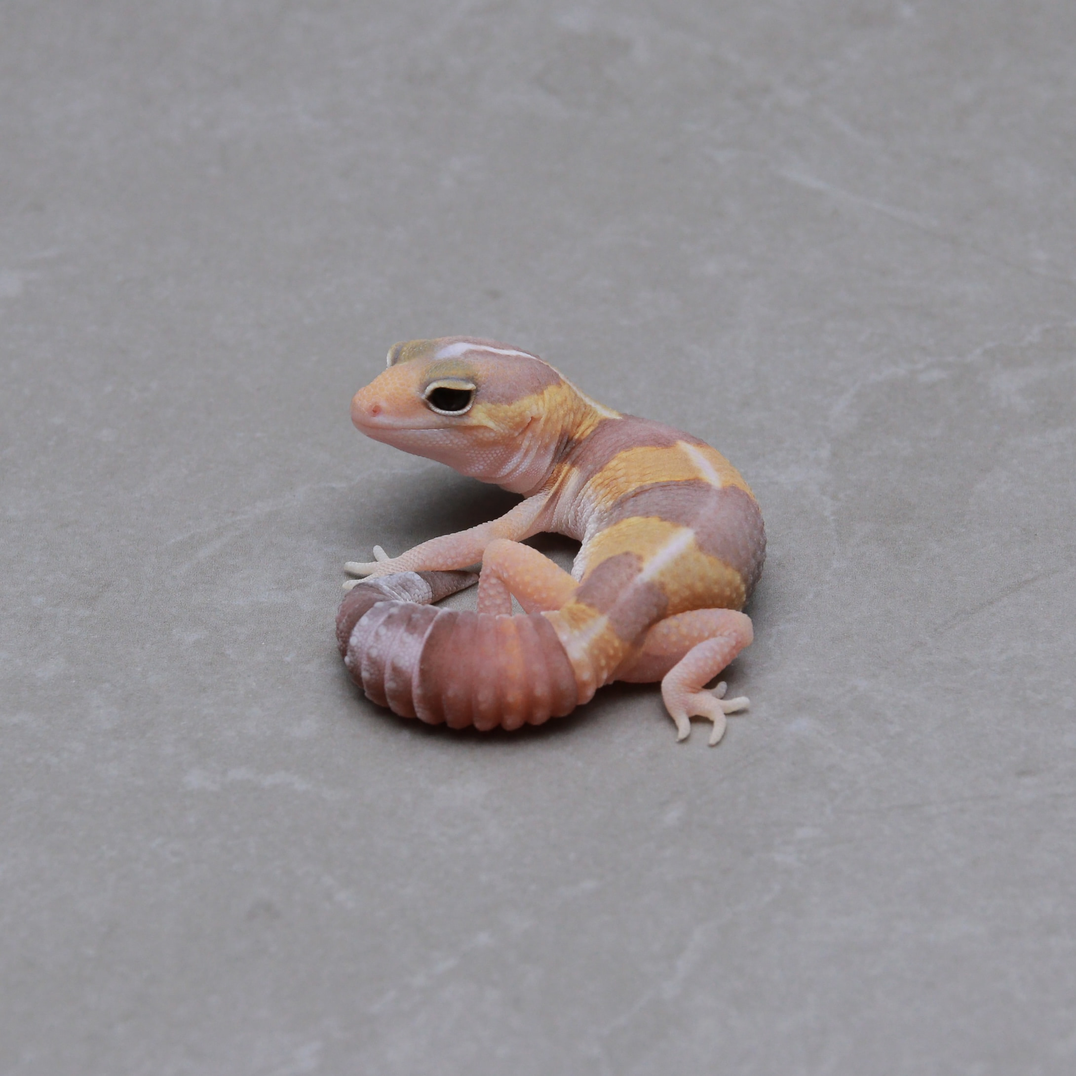 取り寄せリスト - ニシアフリカトカゲモドキ - USSI_OSAKA