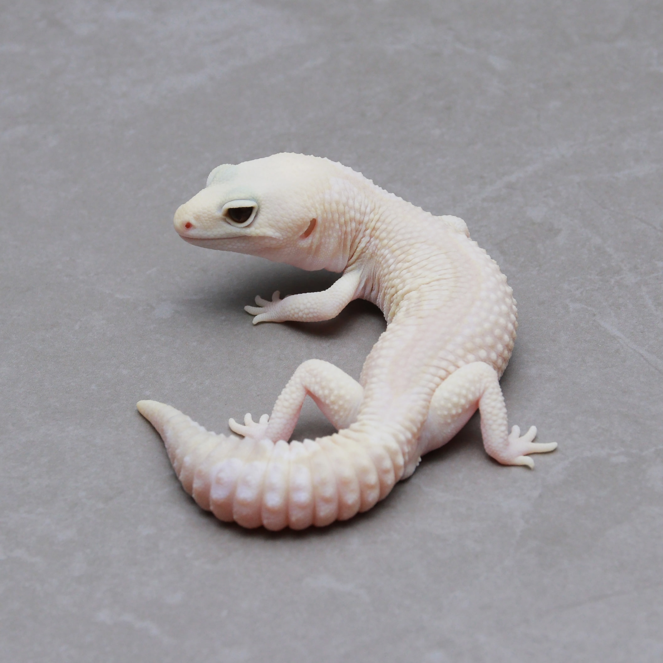 取り寄せリスト - トリプル - USSI_OSAKA