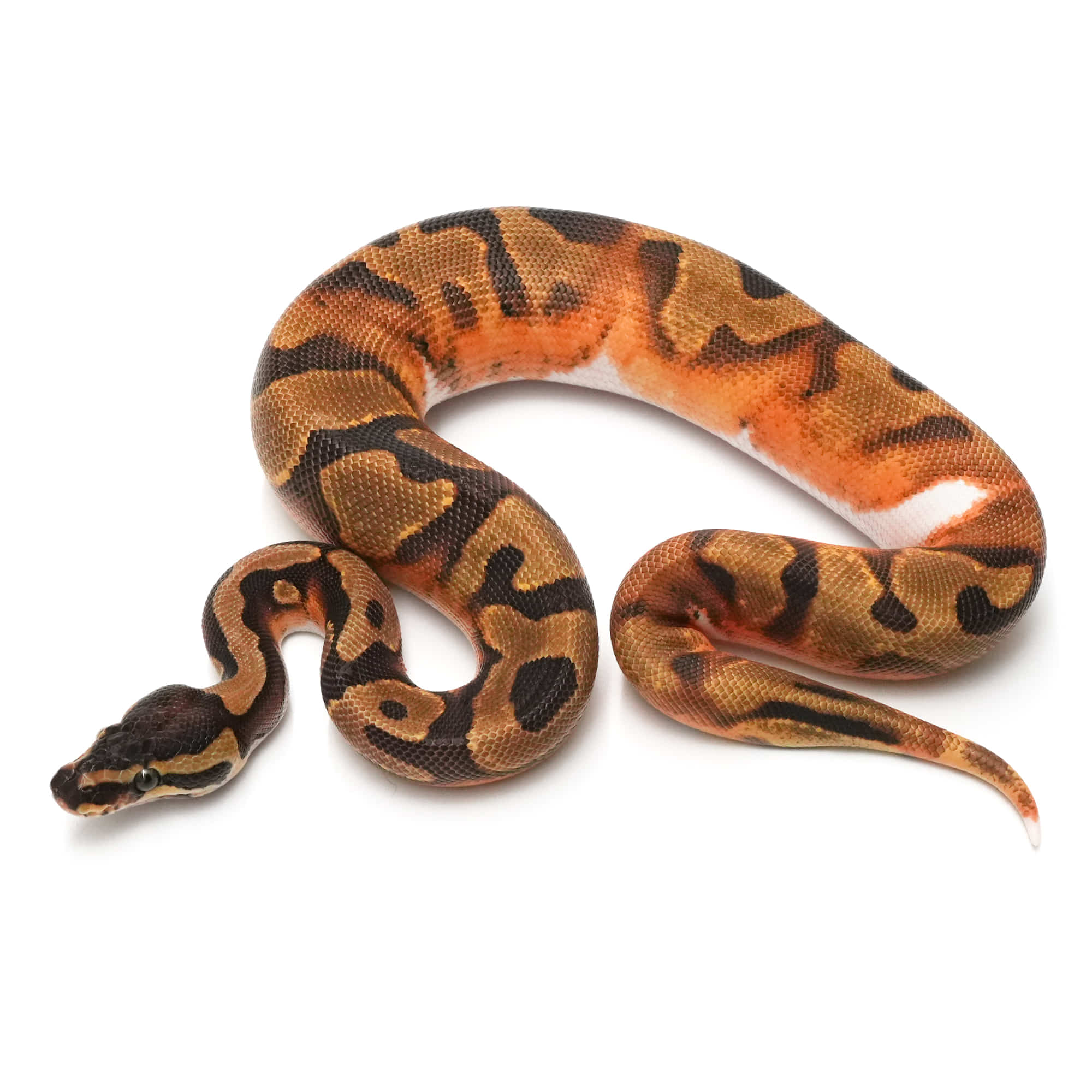 取り寄せリスト - FABULOUS - USSI_OSAKA