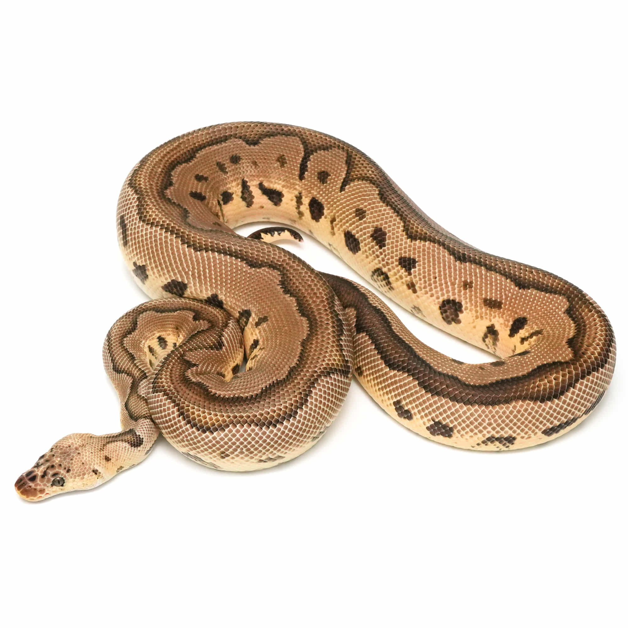 取り寄せリスト - FABULOUS - USSI_OSAKA