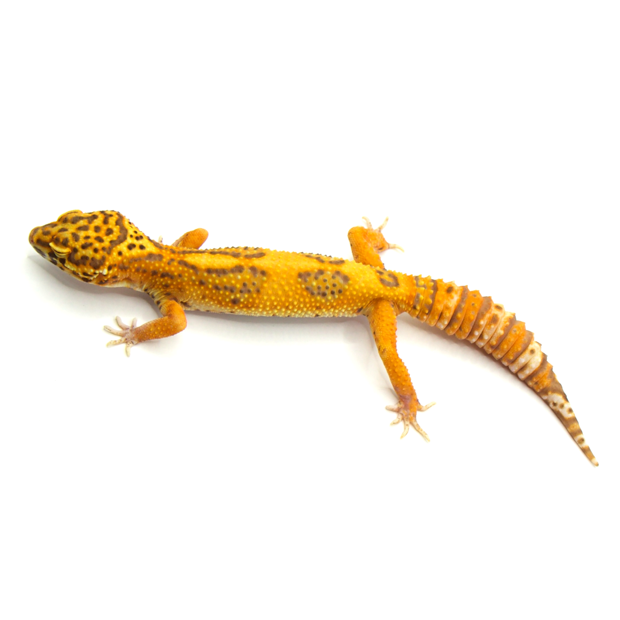 取り寄せリスト - アルビノ系 - USSI_OSAKA