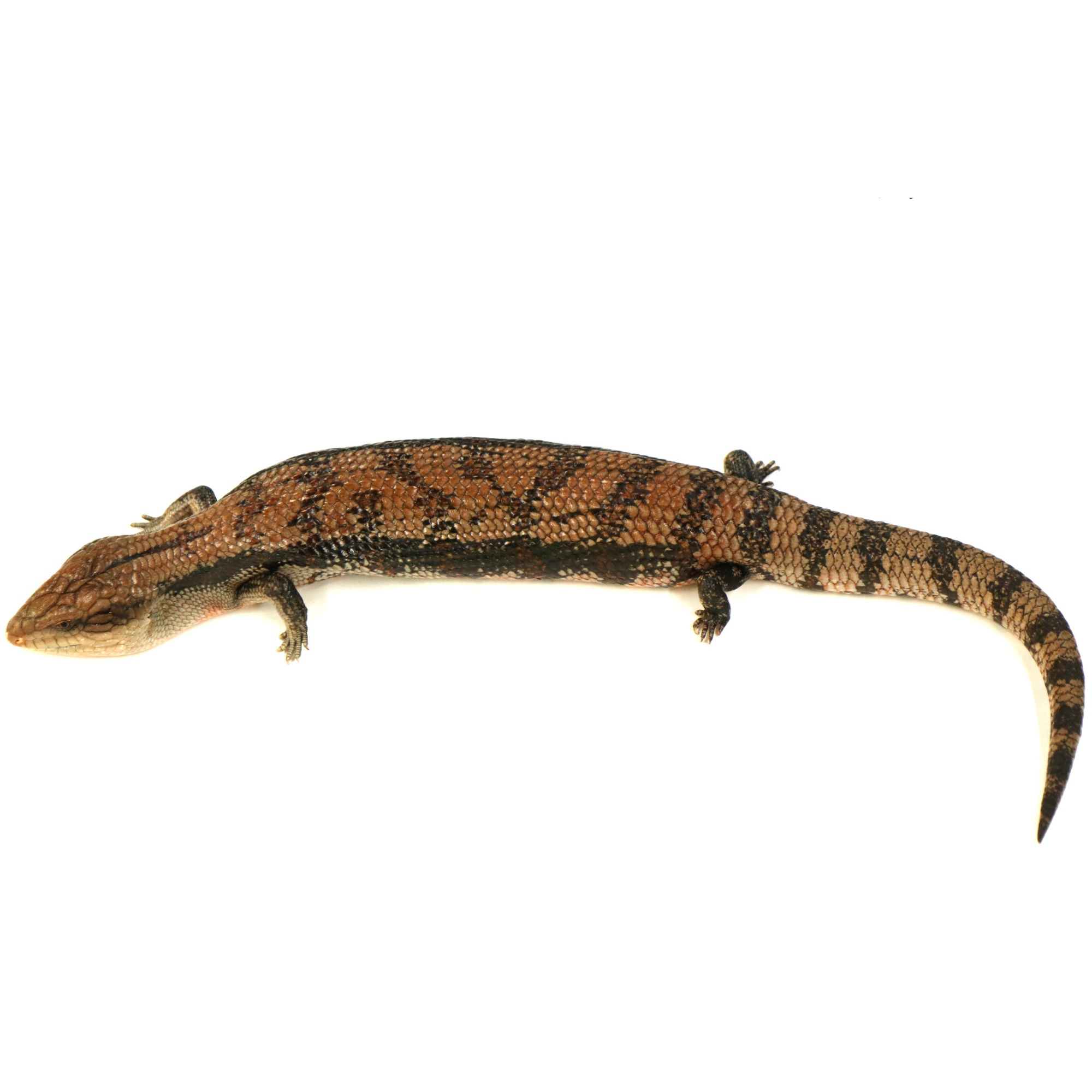 取り寄せリスト - その他爬虫類 - USSI_OSAKA