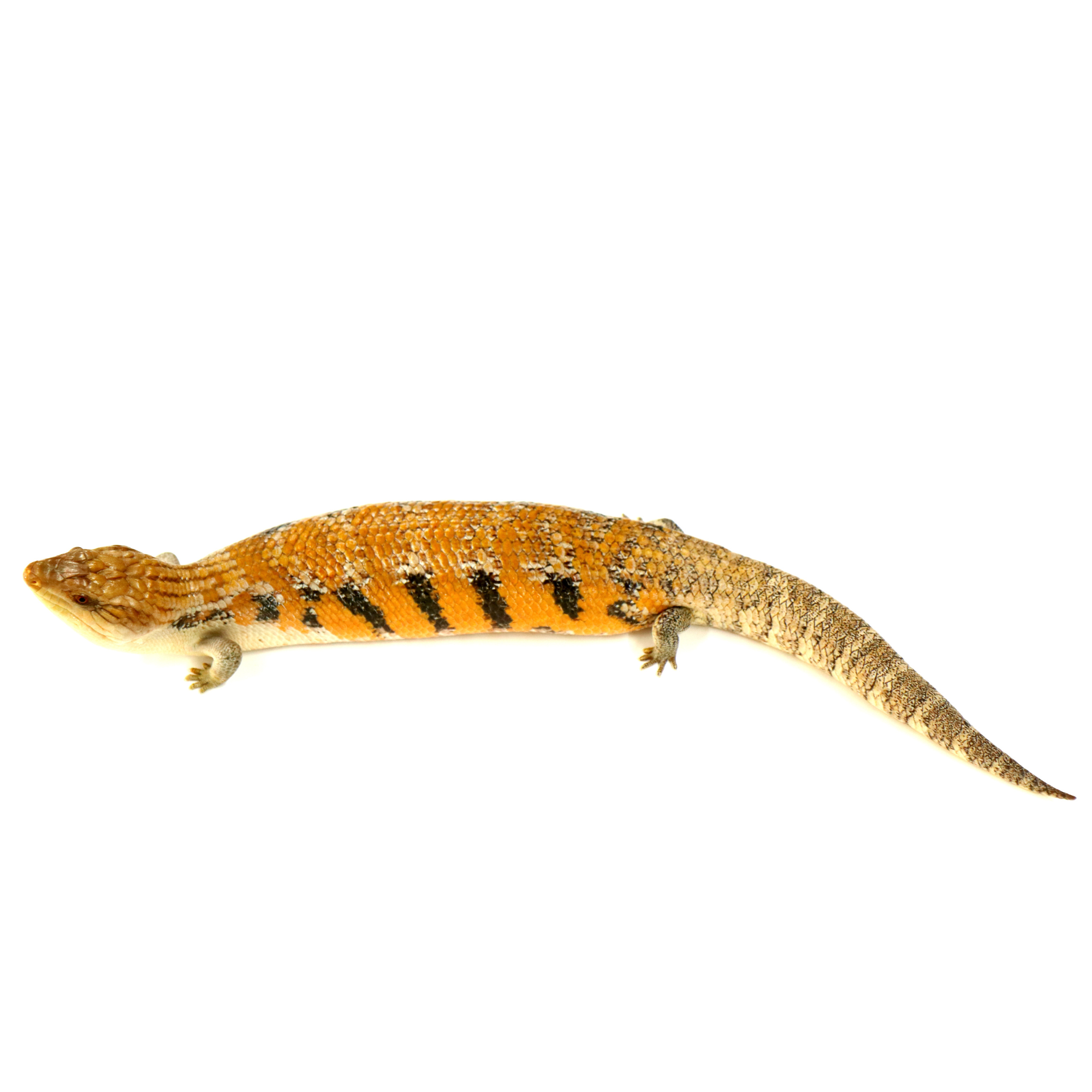 取り寄せリスト - その他爬虫類 - USSI_OSAKA