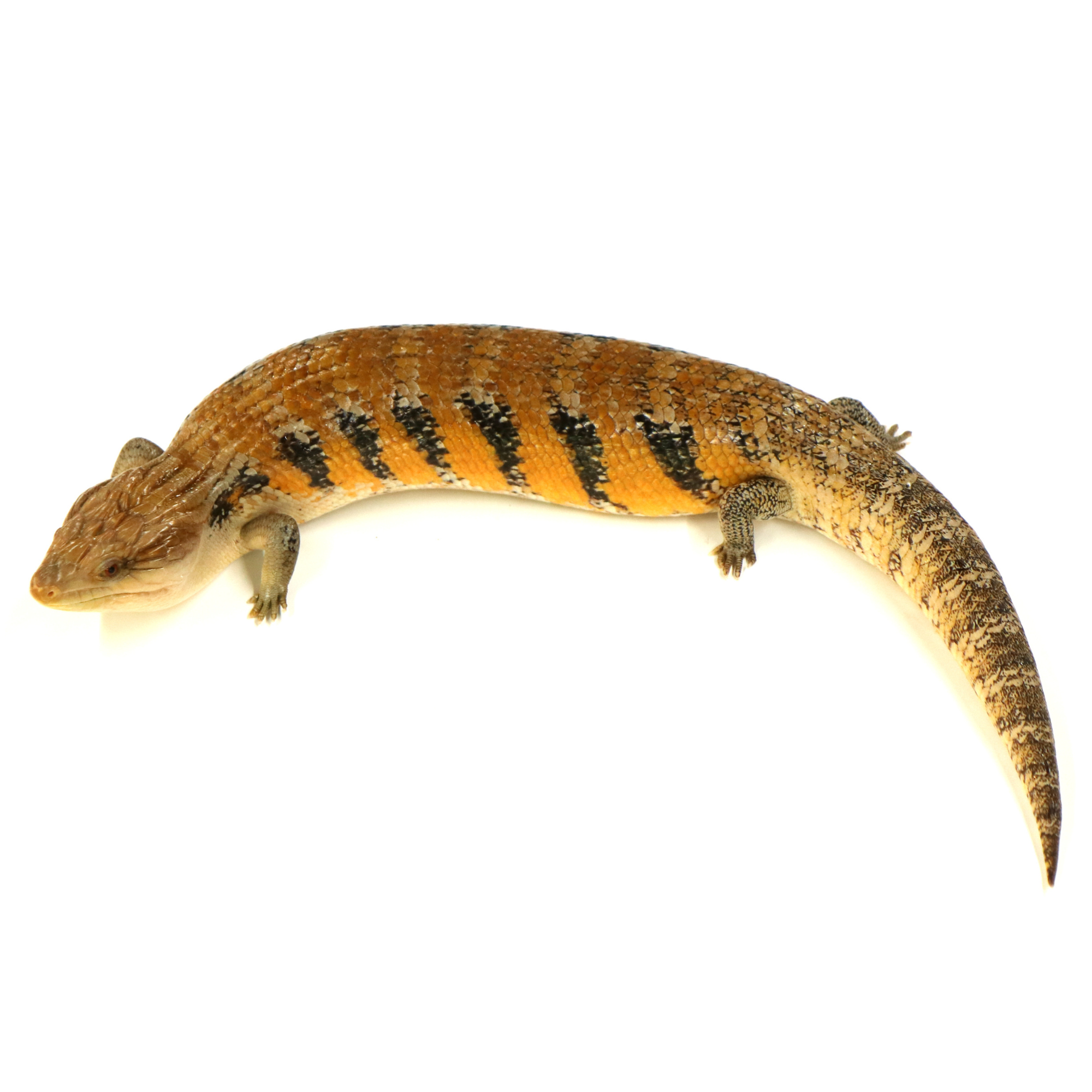 取り寄せリスト - その他爬虫類 - USSI_OSAKA