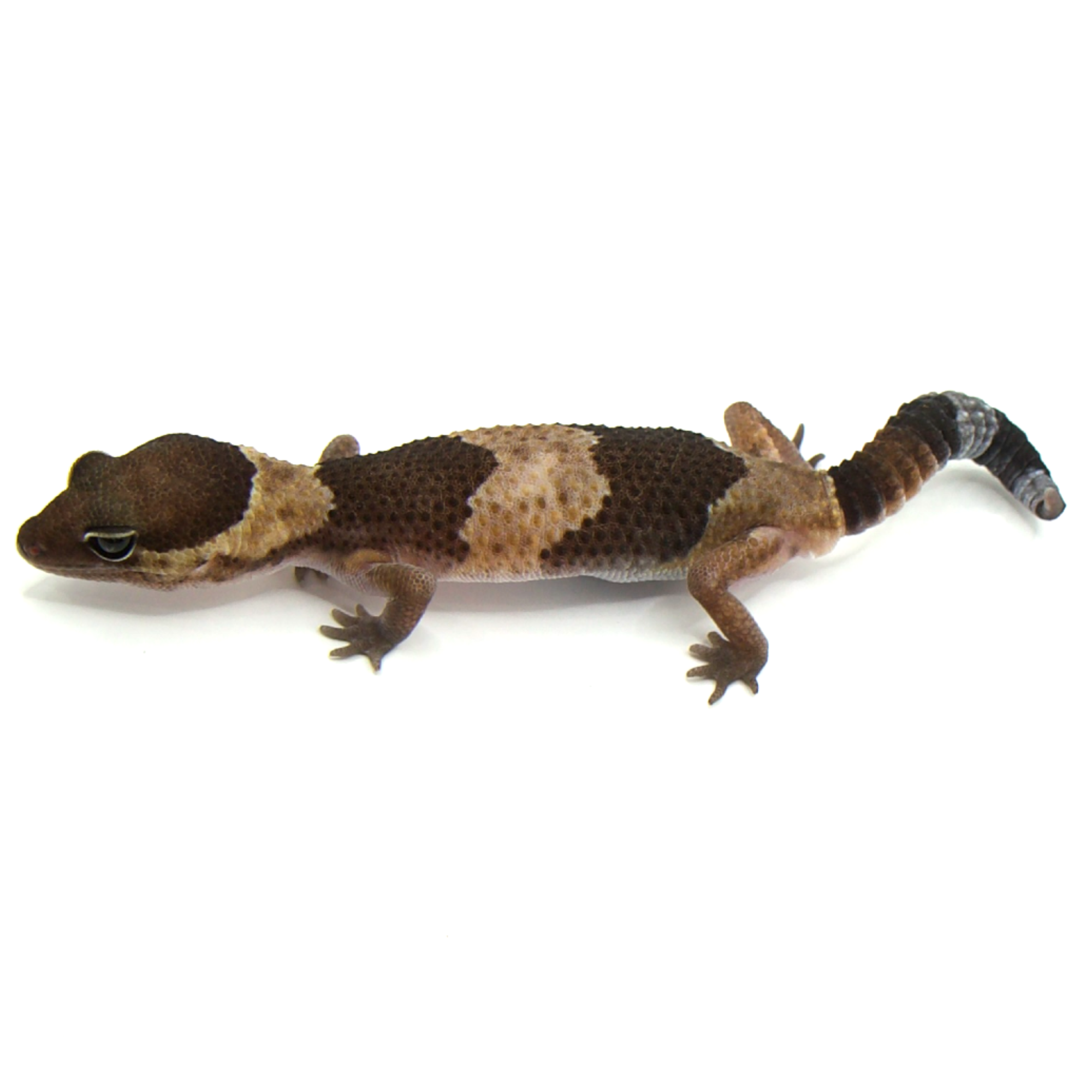 取り寄せリスト - シングル - USSI_OSAKA