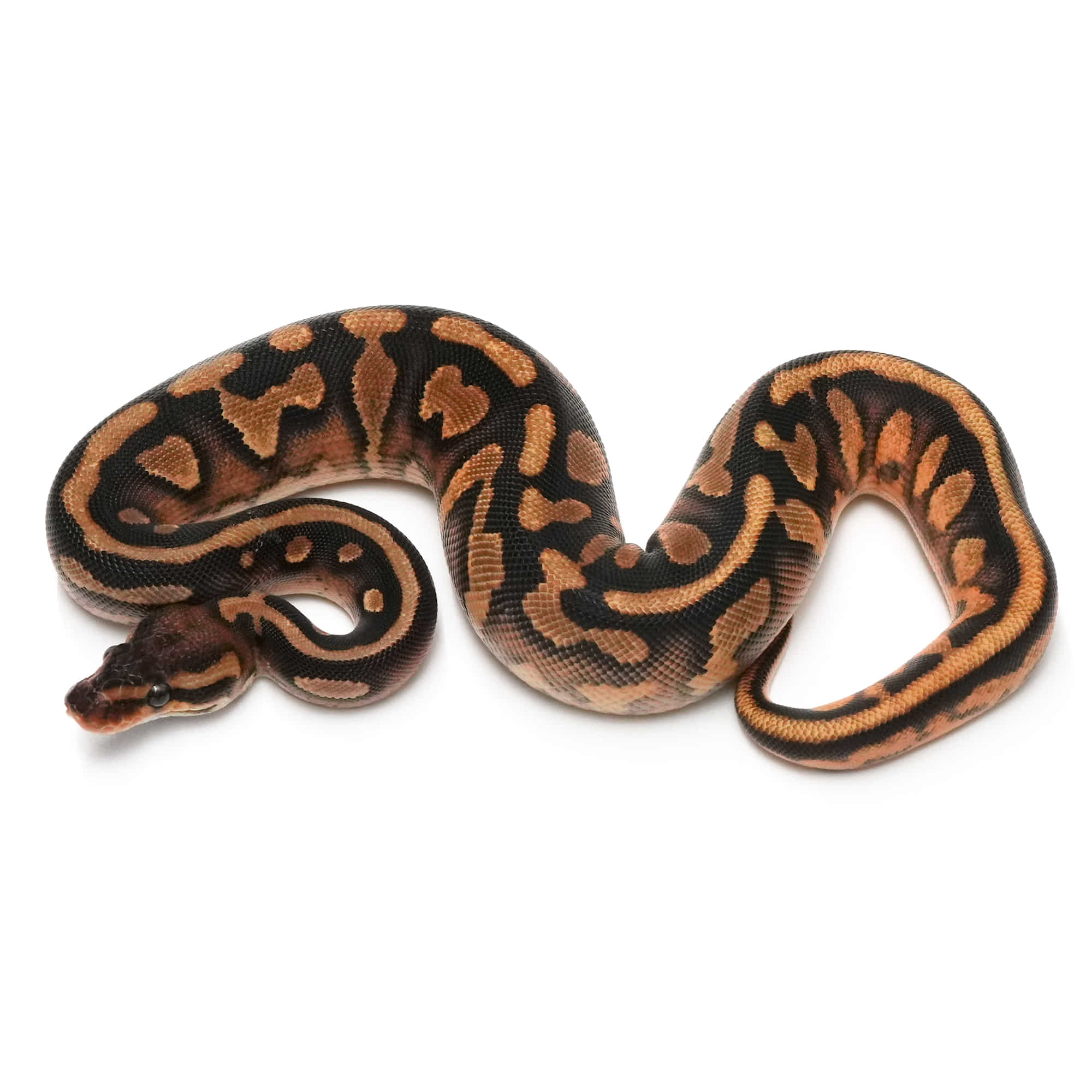 取り寄せリスト - FABULOUS - USSI_OSAKA