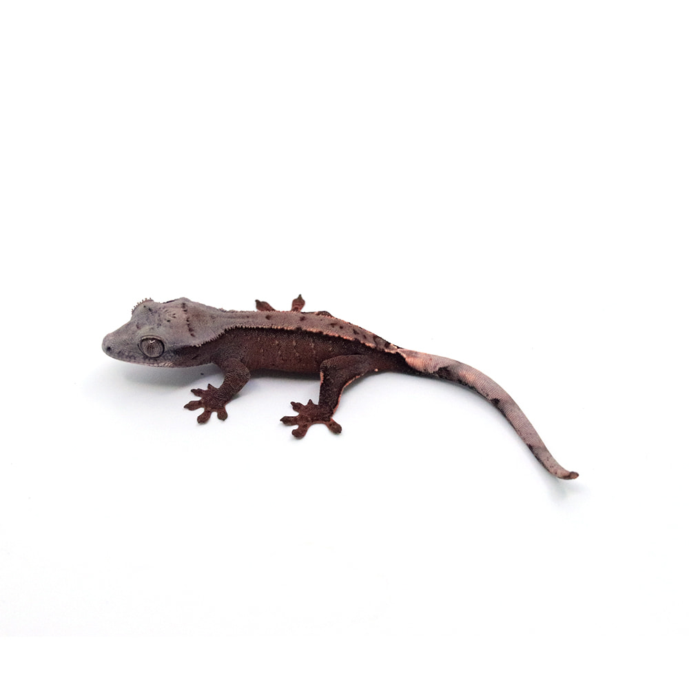 取り寄せリスト - chocho - USSI_OSAKA