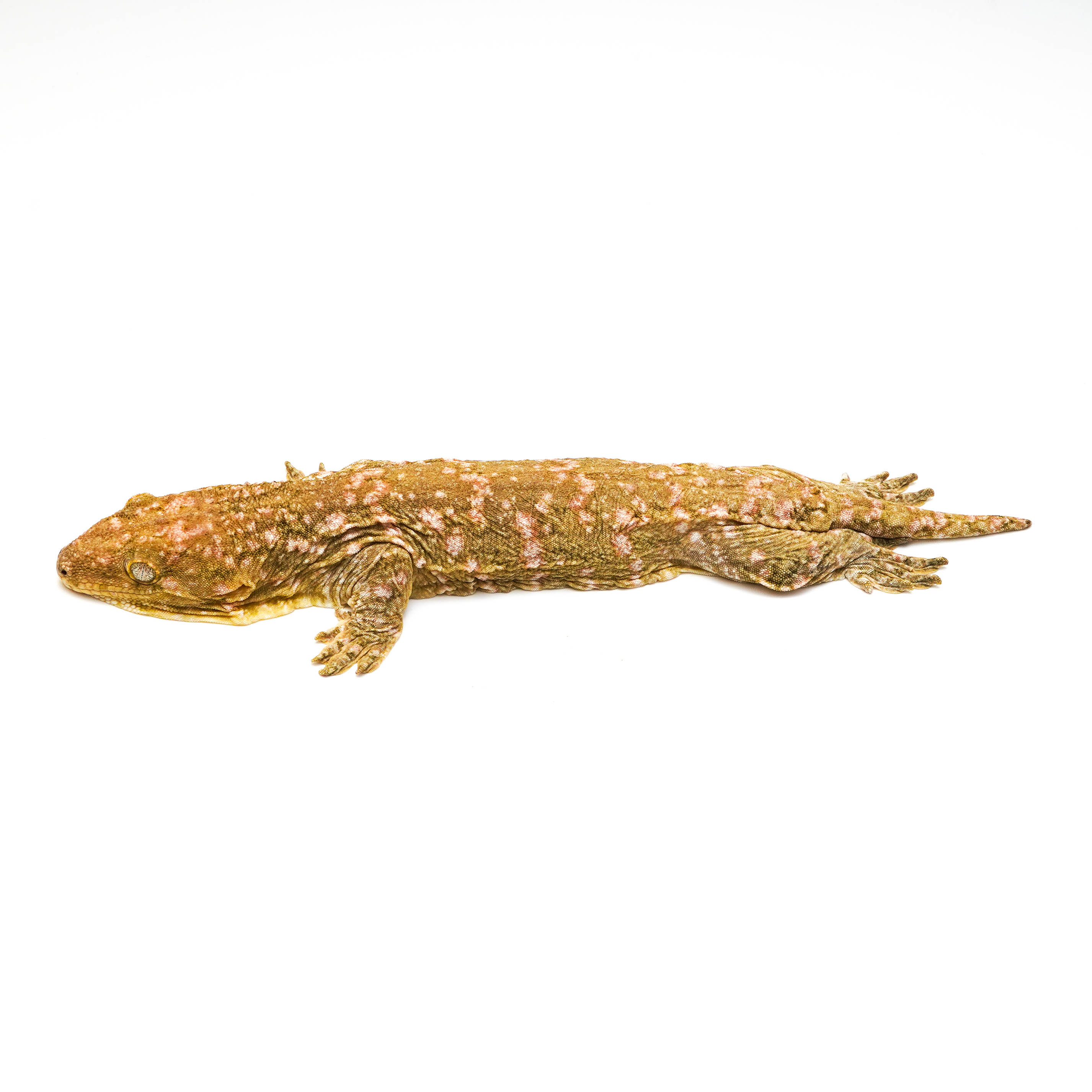 取り寄せリスト - ジャイアントゲッコー - USSI_OSAKA