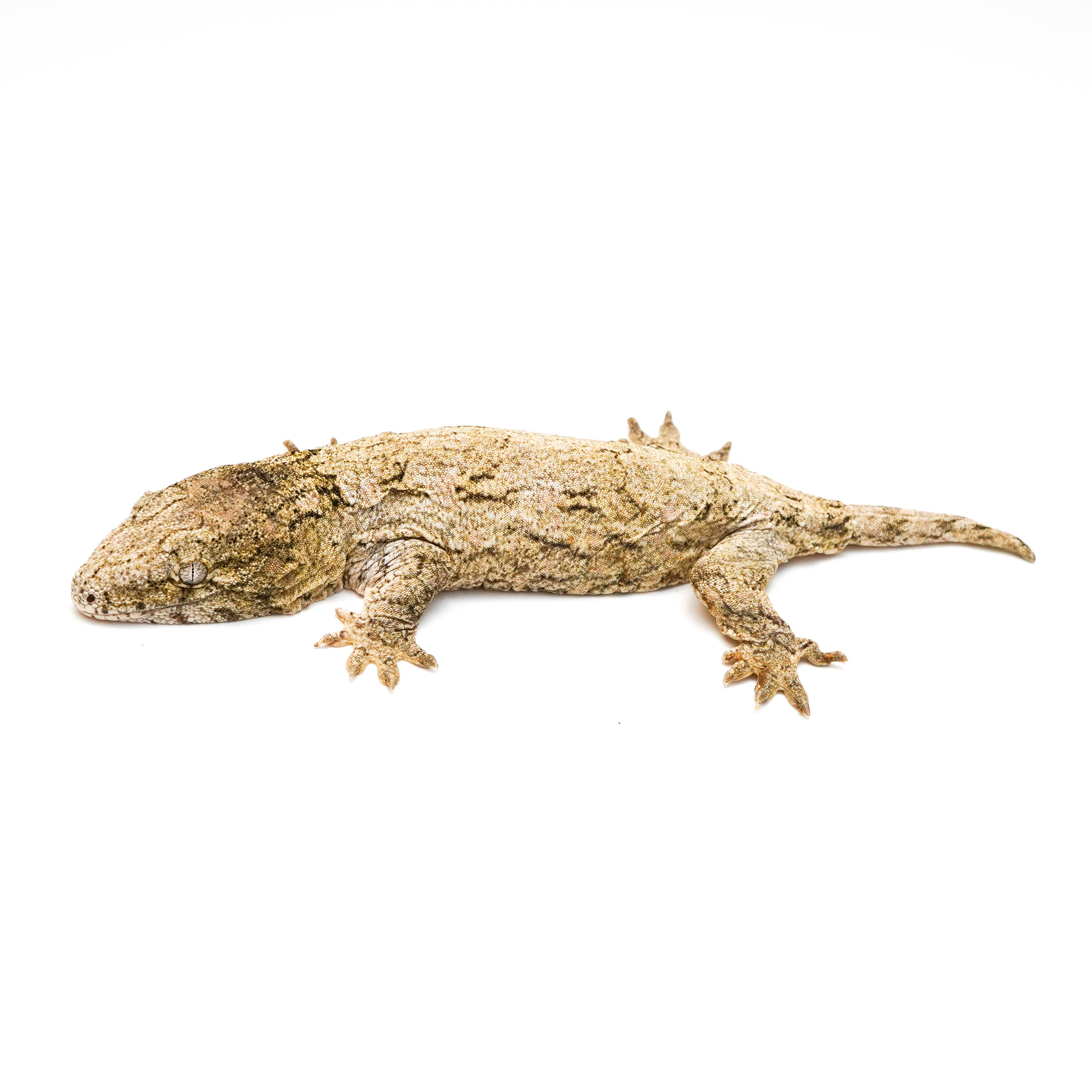 取り寄せリスト - グランテラ - USSI_OSAKA