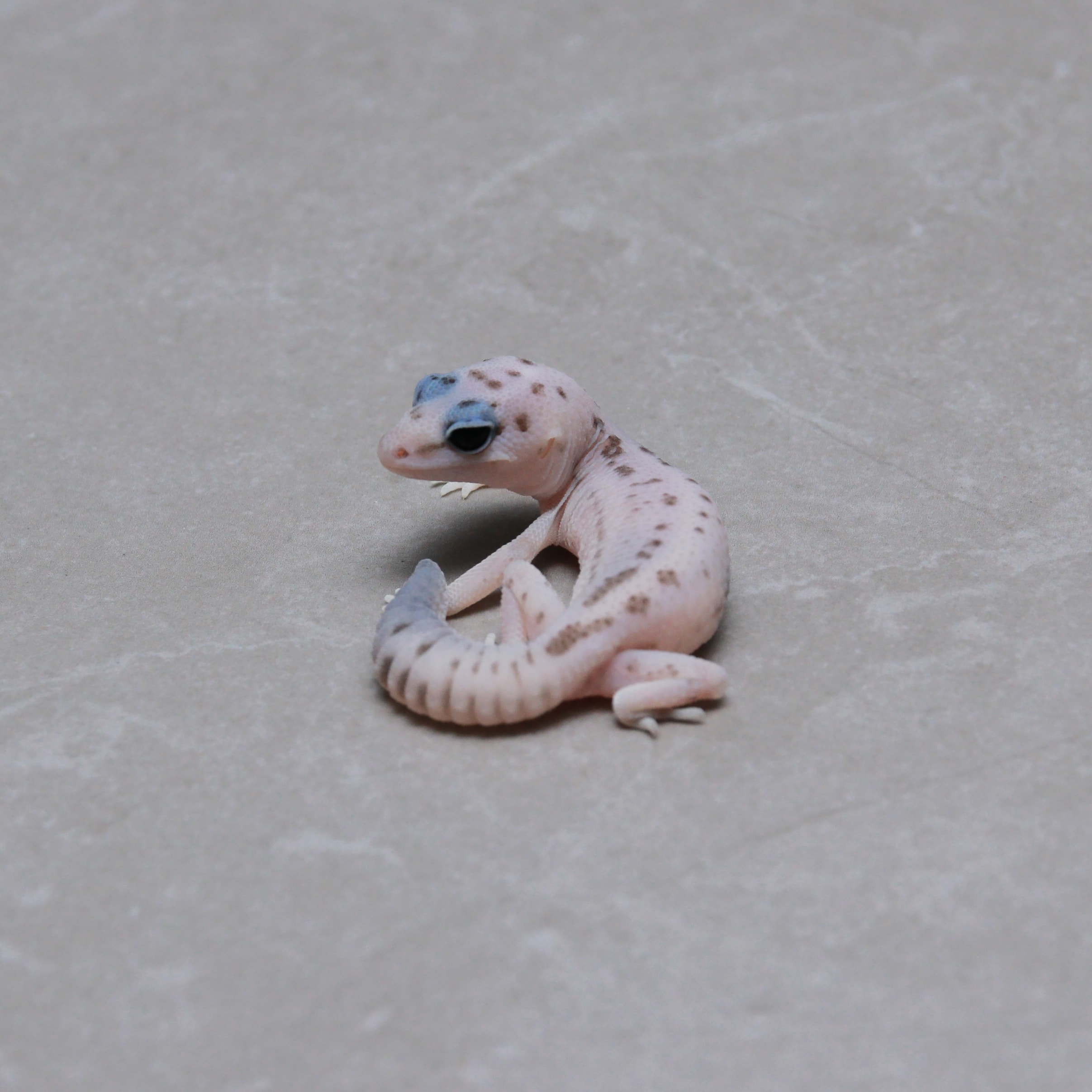 取り寄せリスト - ニシアフリカトカゲモドキ - USSI_OSAKA