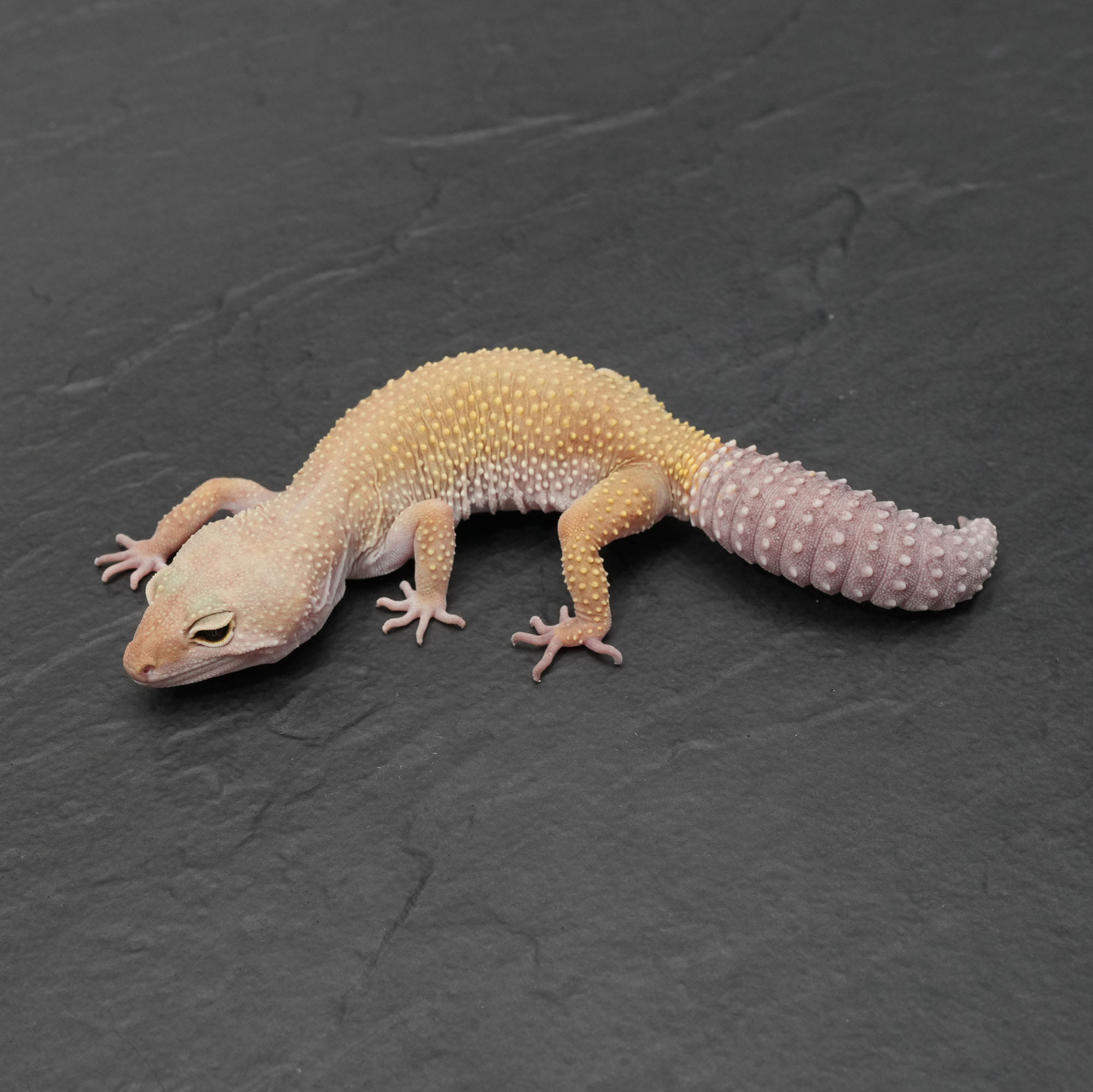 取り寄せリスト - ヒョウモントカゲモドキ - USSI_OSAKA