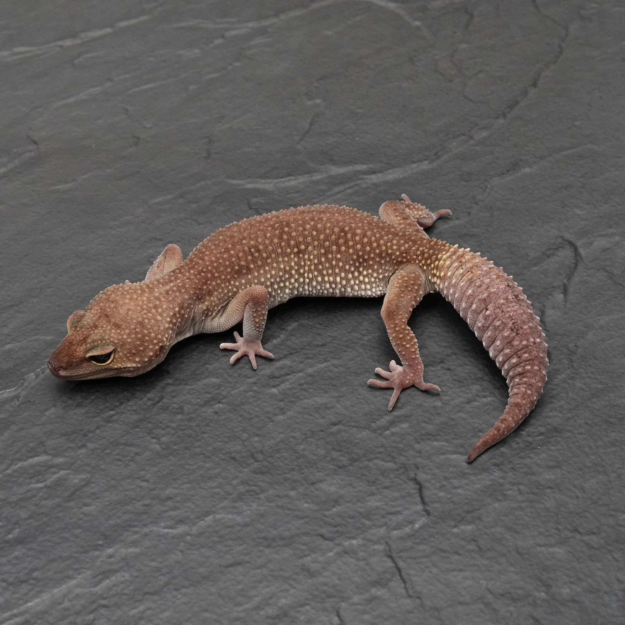 取り寄せリスト - ヒョウモントカゲモドキ - USSI_OSAKA