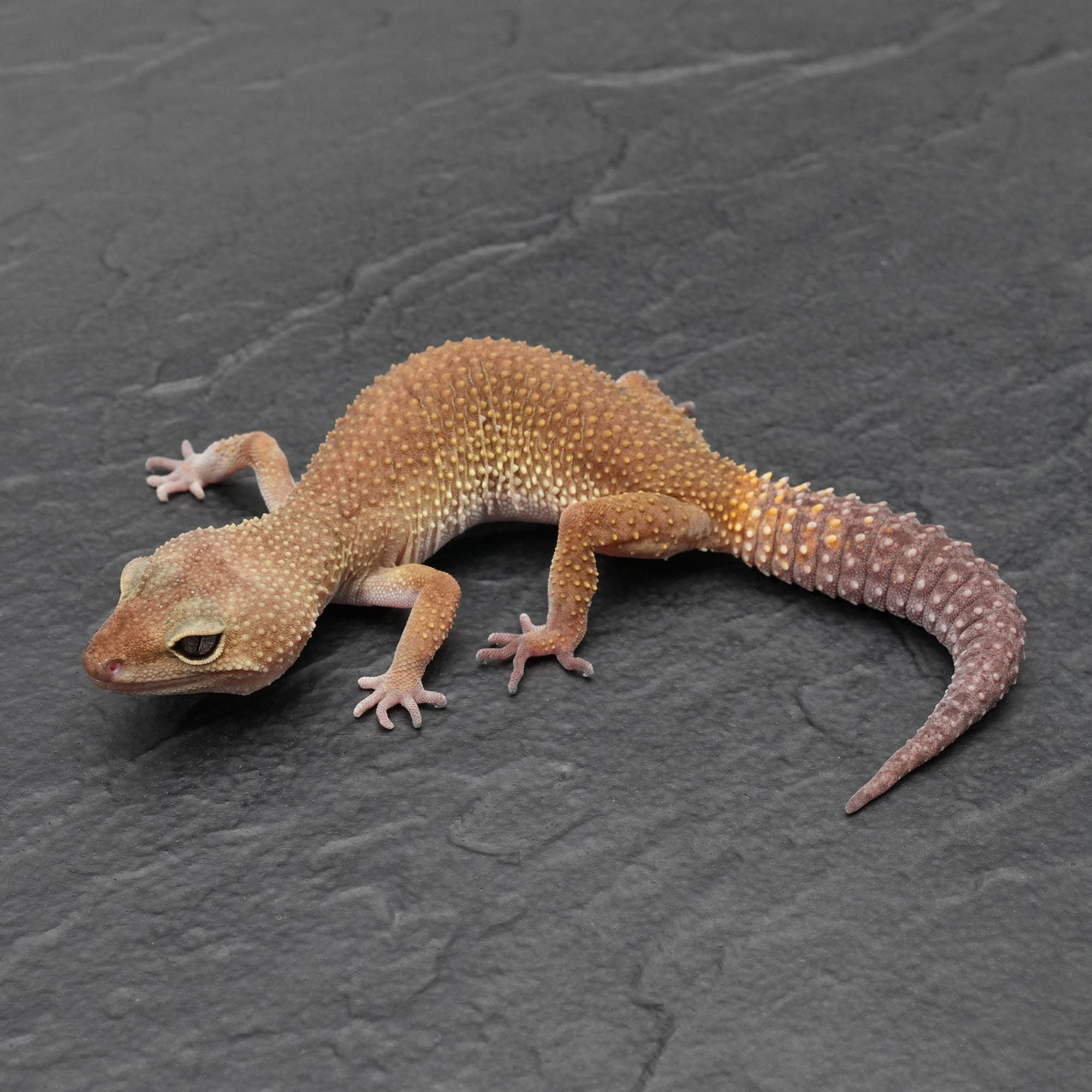 取り寄せリスト - ヒョウモントカゲモドキ - USSI_OSAKA