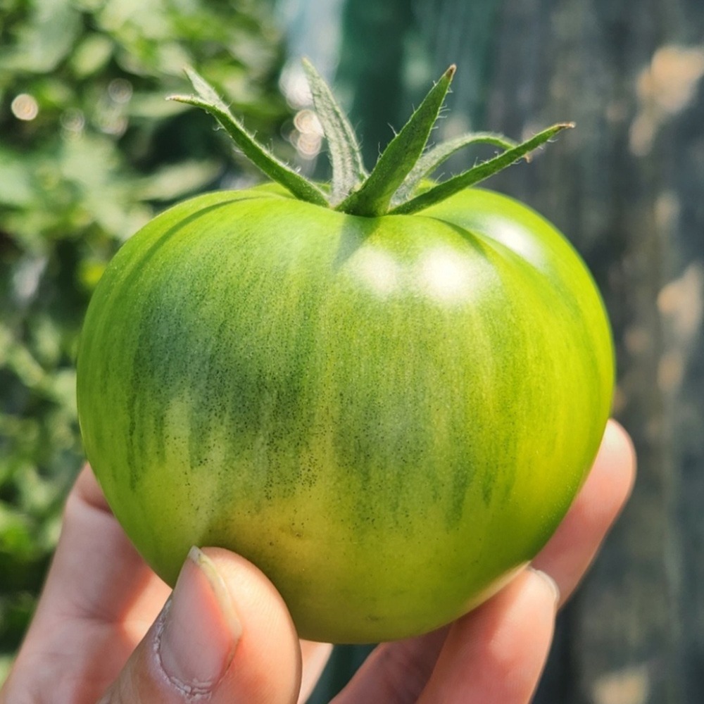 부산 대저 짭짤이 토마토 2.5kg