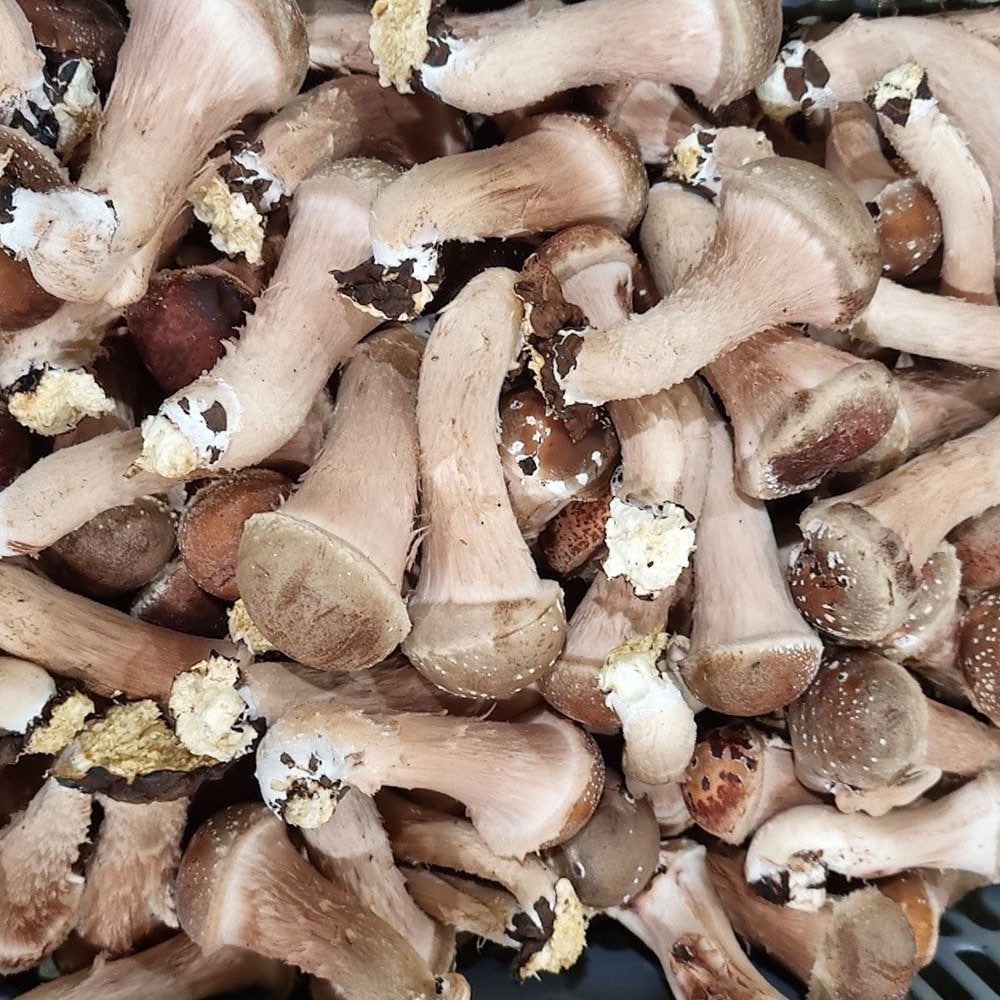 국내산 참송이 버섯 1kg