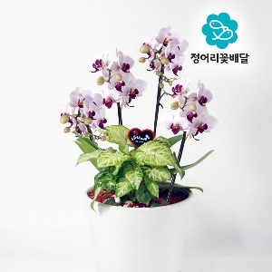[정어리꽃배달] 고급형 연핑크 미니호접 서양난