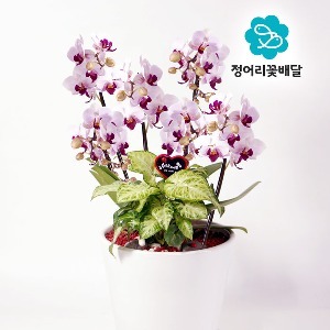 [정어리꽃배달] 특고급형 연핑크 미니호접 서양난