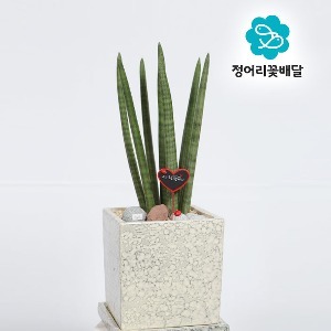 [정어리꽃배달] 일반형 스투키 관엽식물