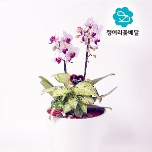 [정어리꽃배달] 일반형 연핑크 미니호접 서양난
